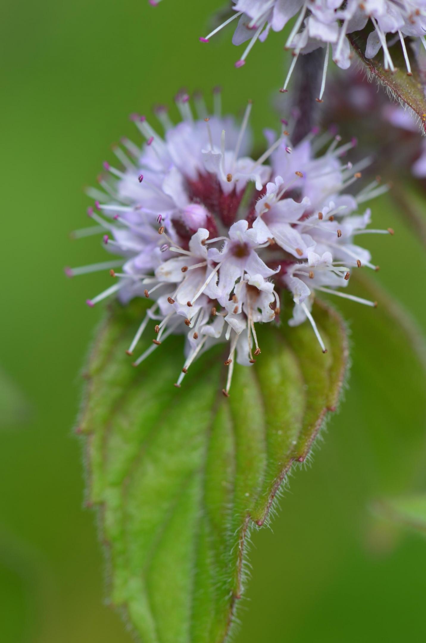 mentha aquatica b. Toussaint