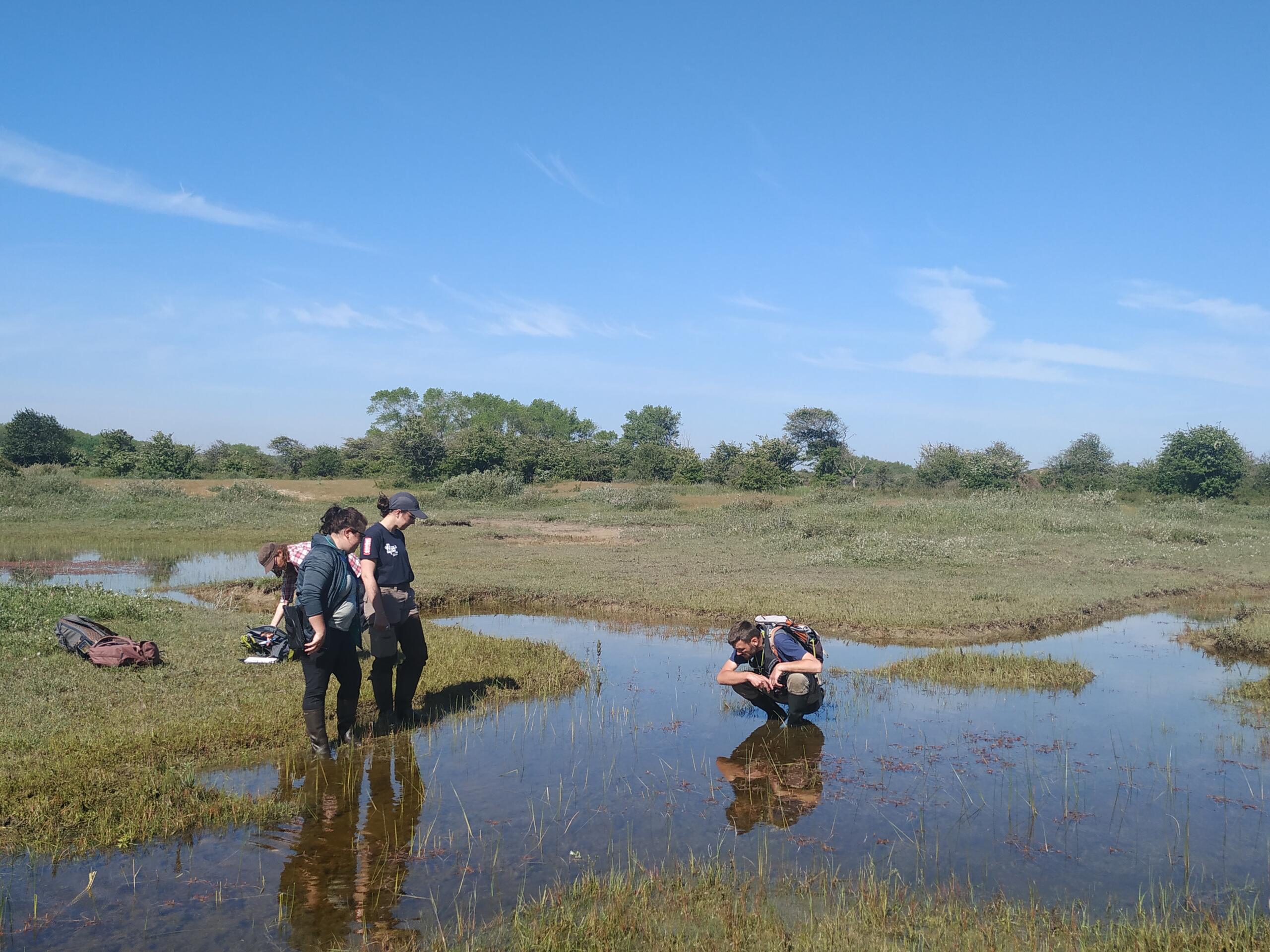 collectif Characées CBNBL