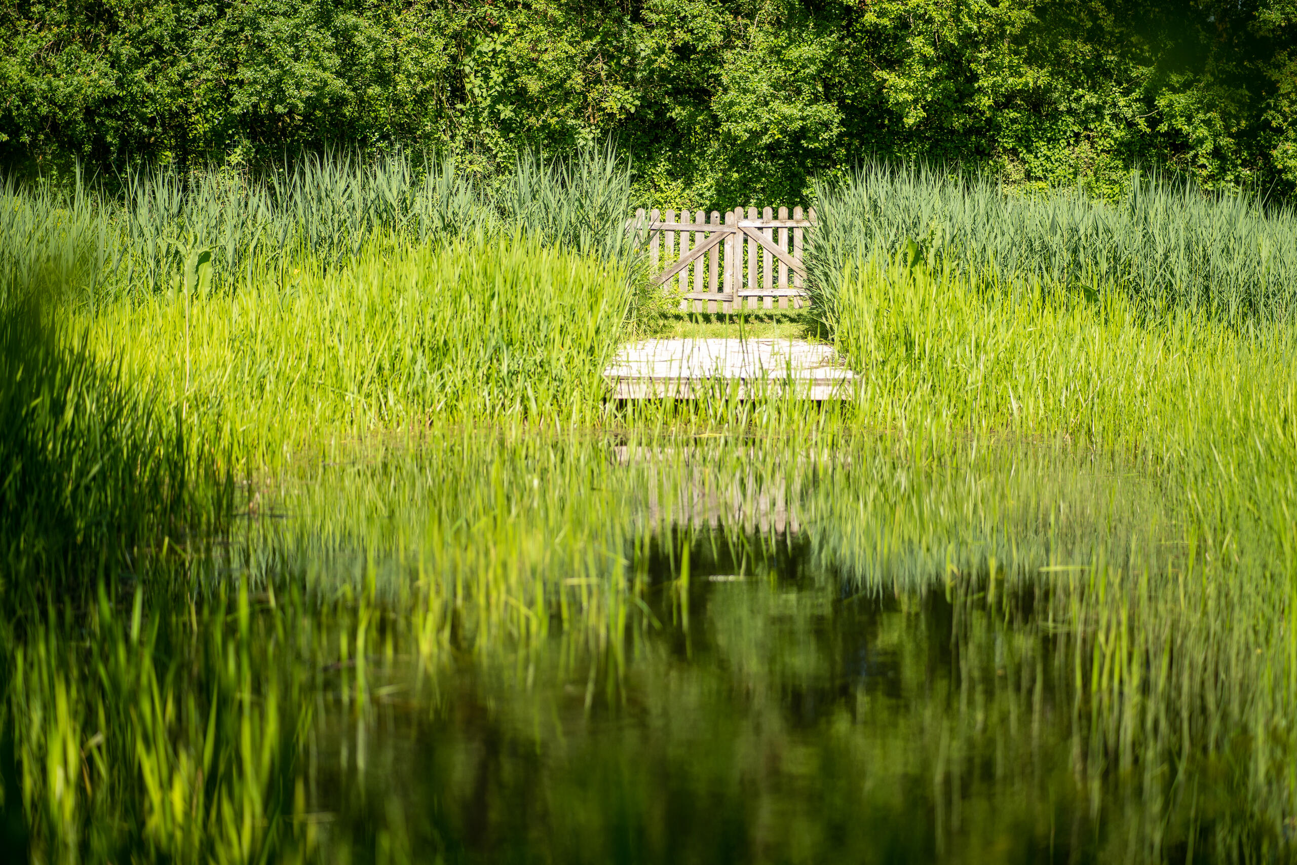 ponton Jardin des plantes sauvages C. BLONDEL