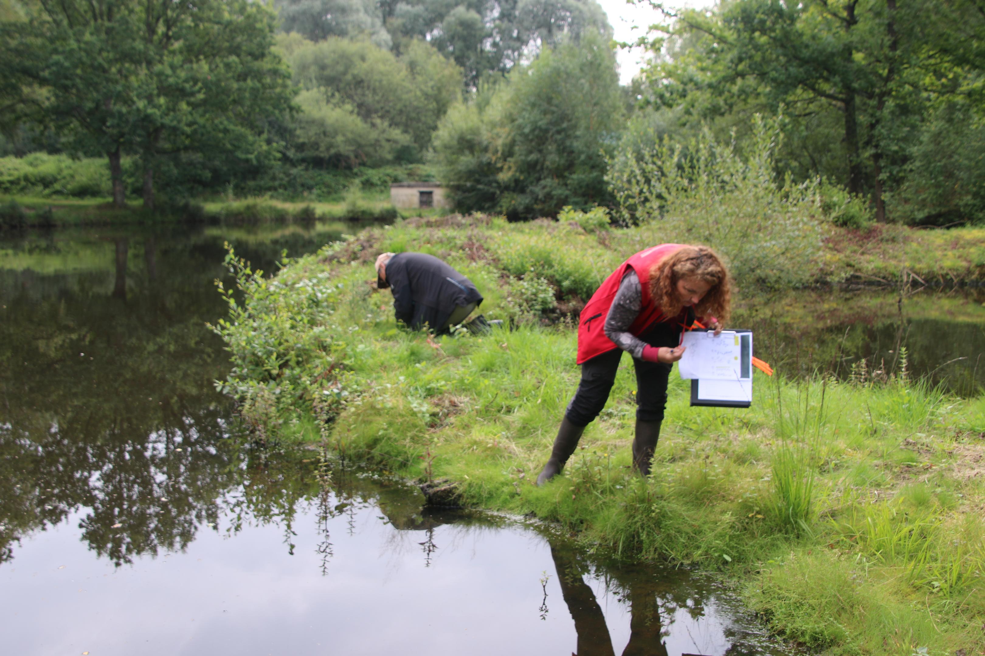 Suivi Gaillet chétif Helfaut