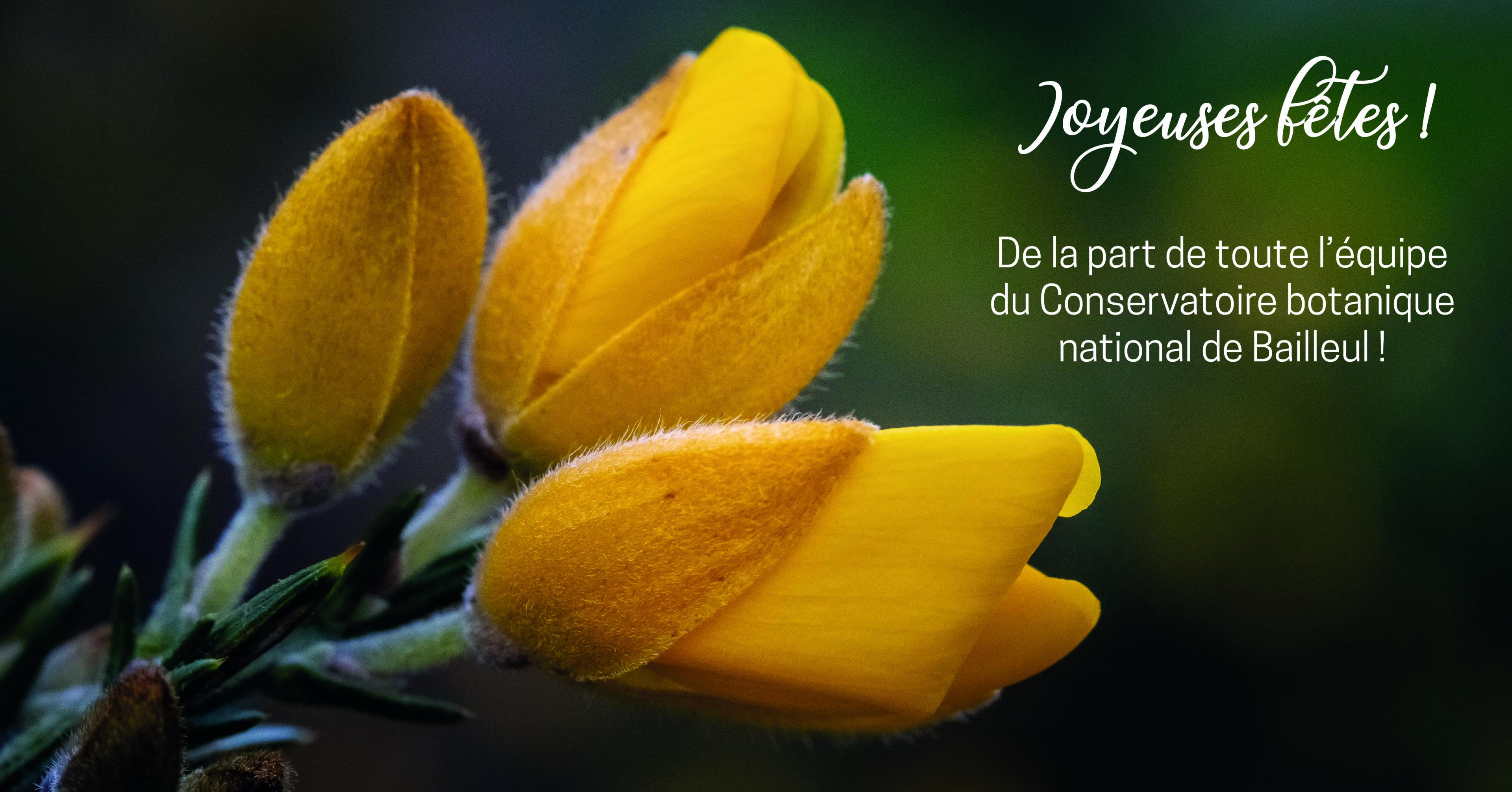 Fêtes de fin d'année CBN Bailleul