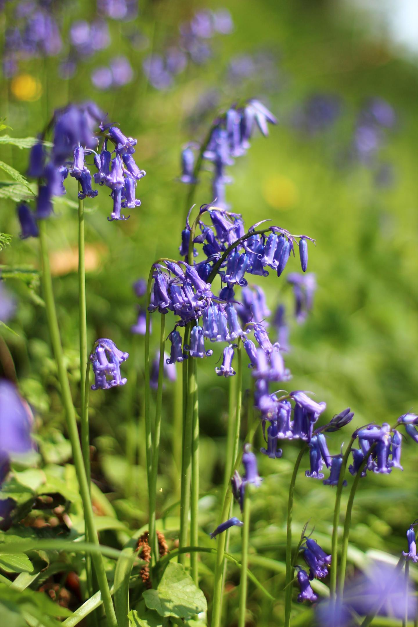 Jacinthe des bois - JC Hauguel
