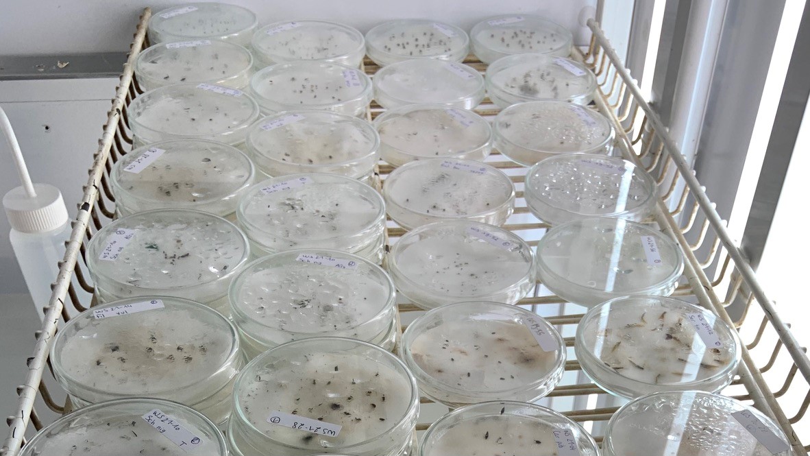 Conservation ex-situ CBN Bailleul