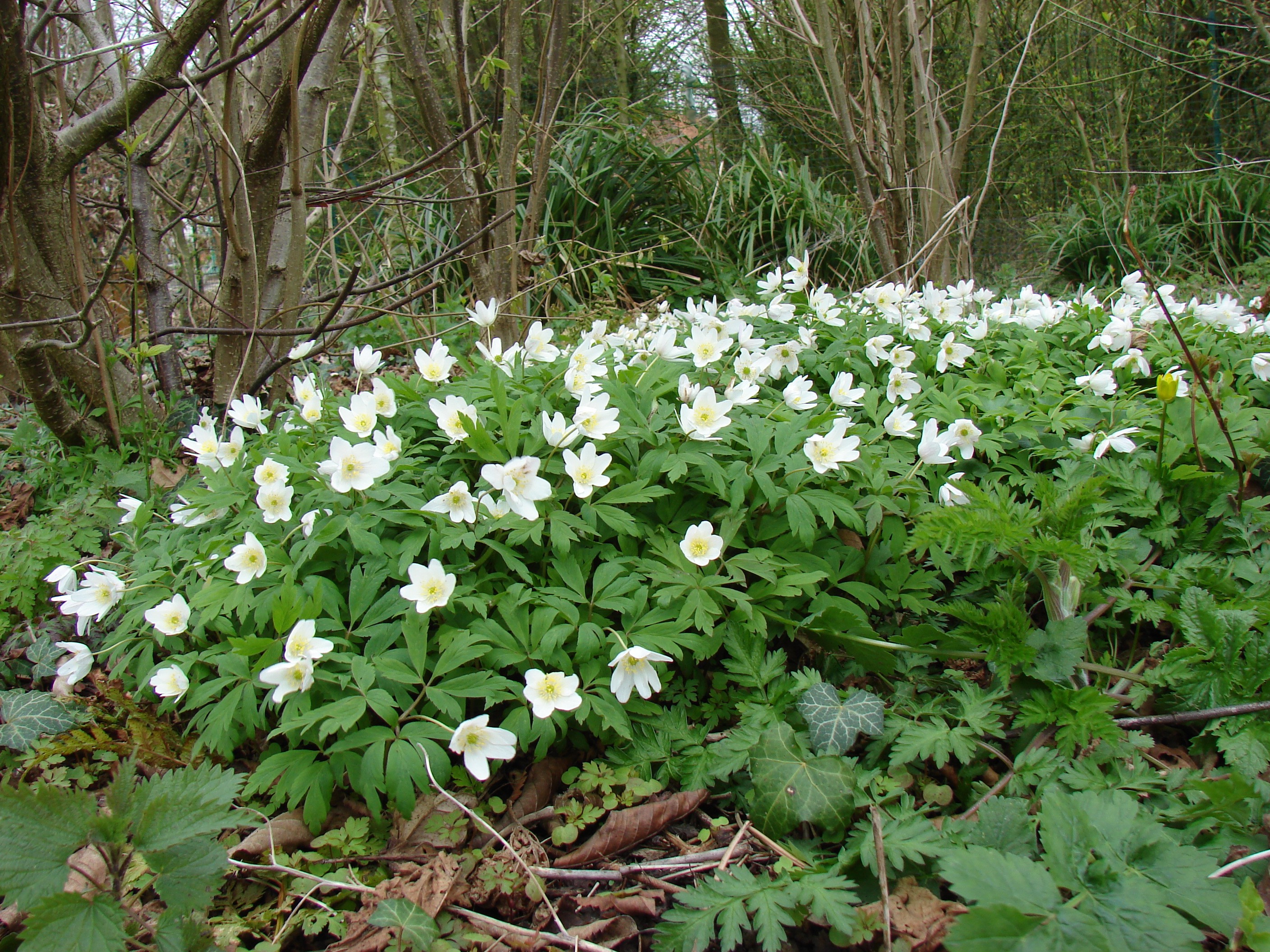Anemone nemorosa B. Toussaint