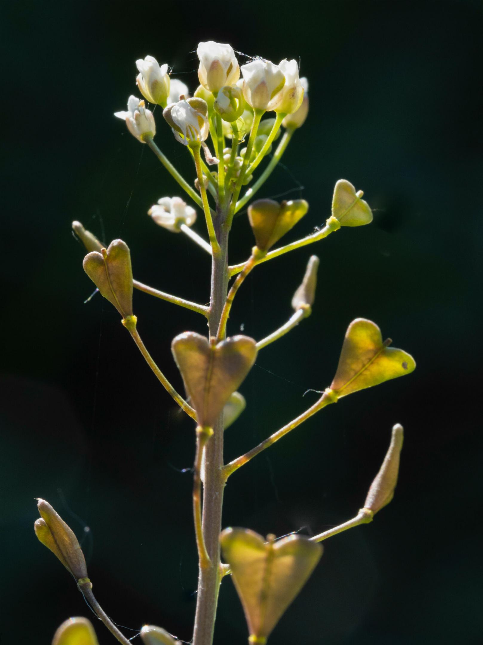 capsella bursa-pastoris