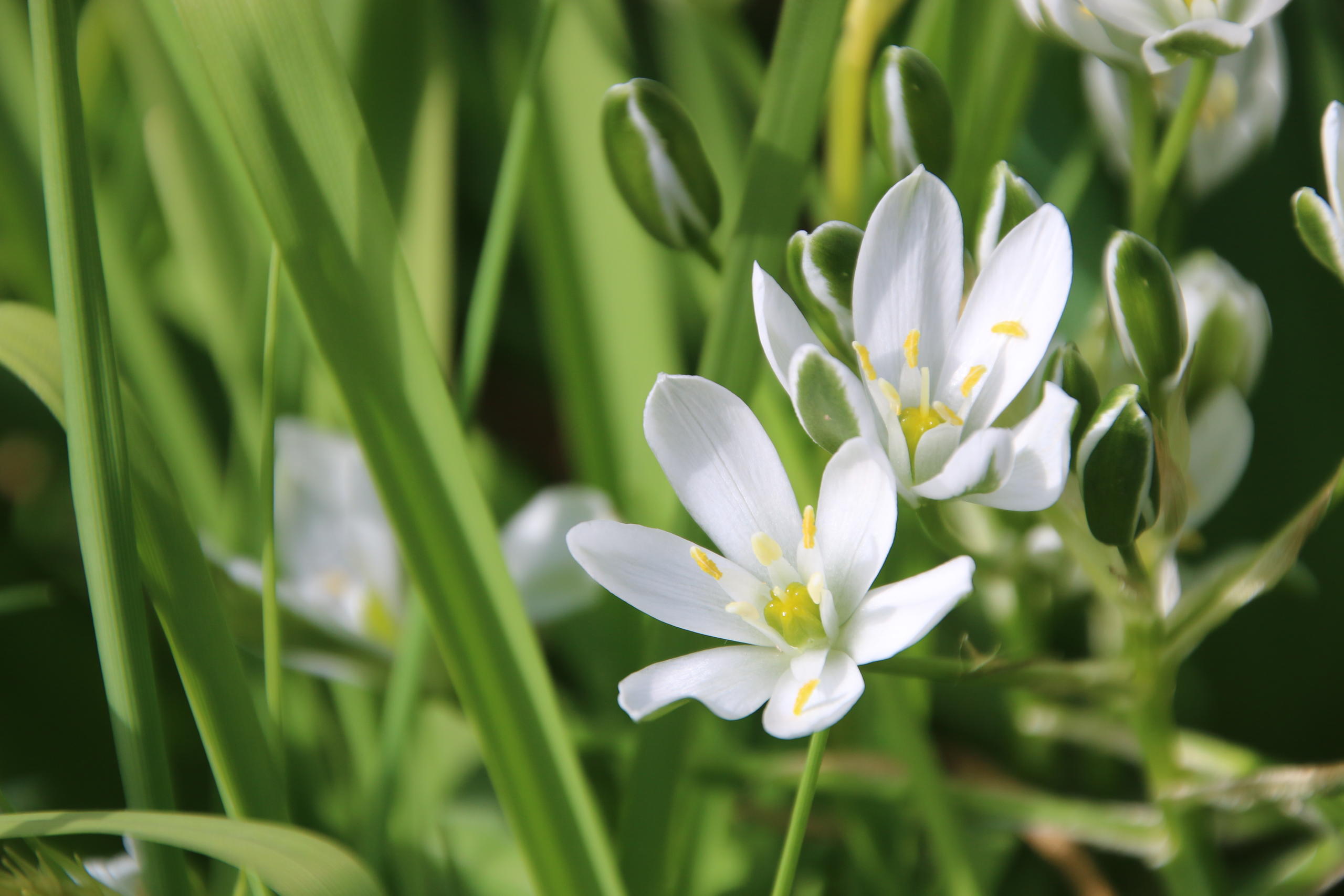 Ornithogalum umbellatum