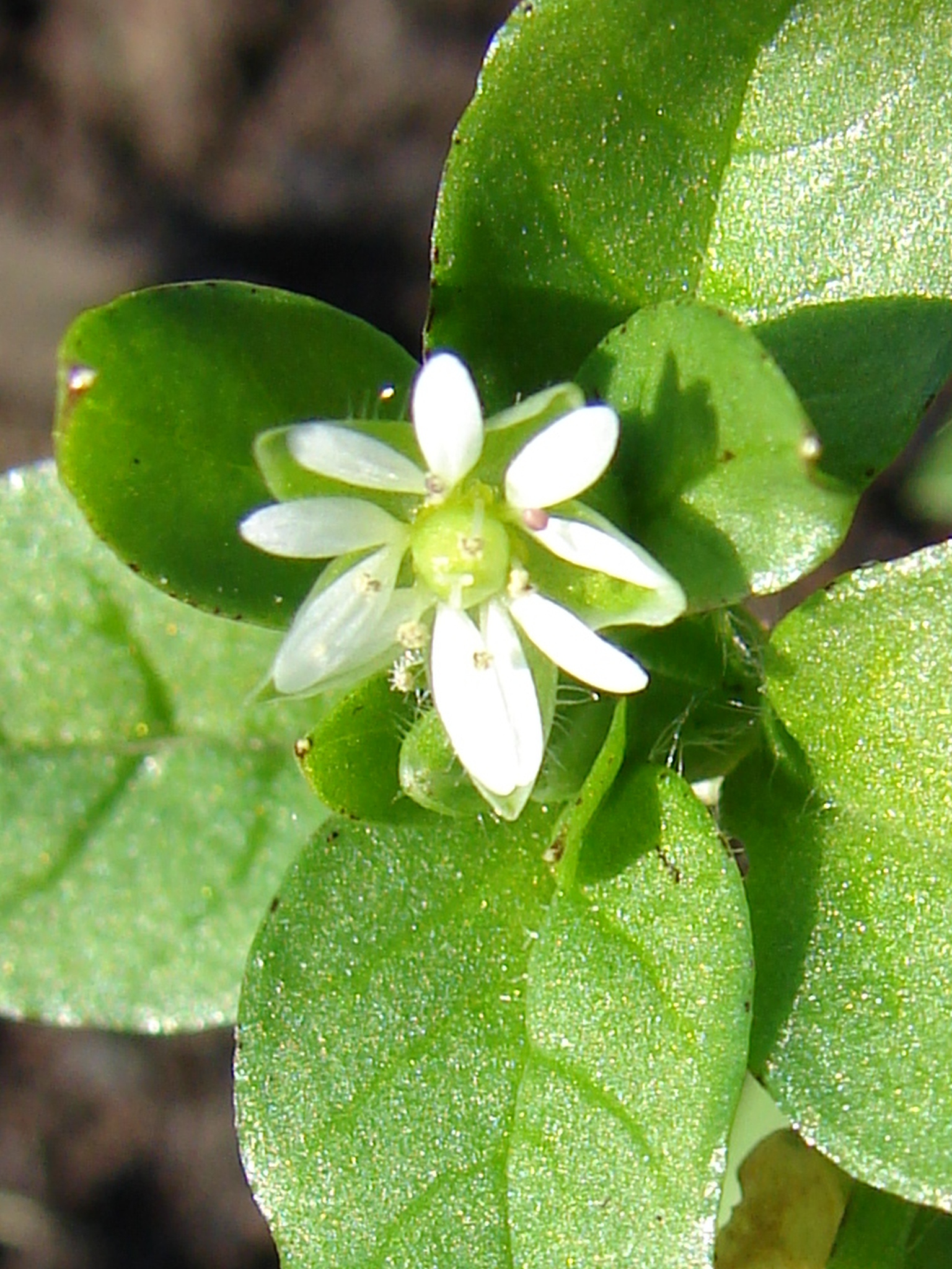 Stellaire intermédiaire