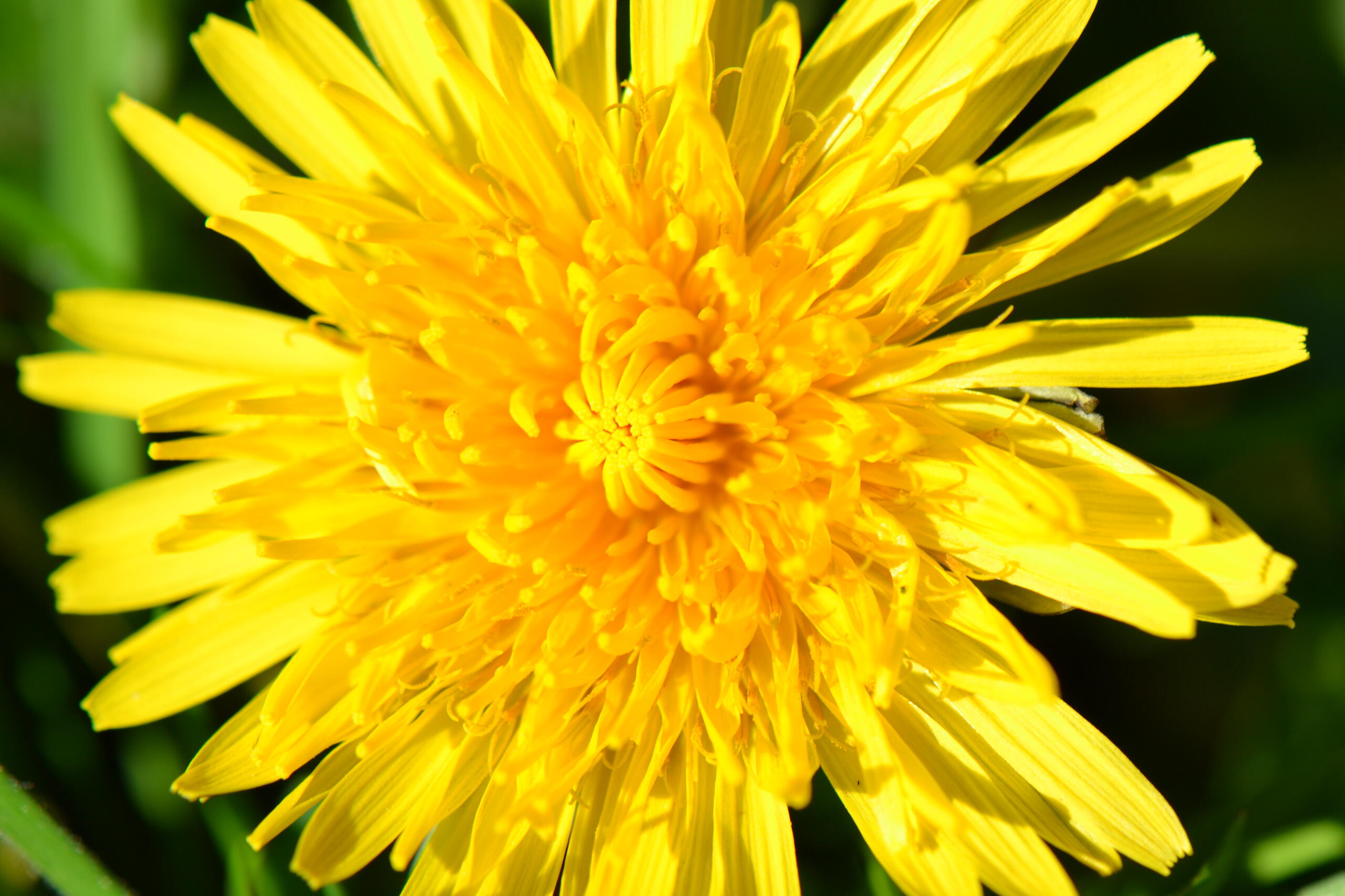 Pissenlit E. Florent-Giard