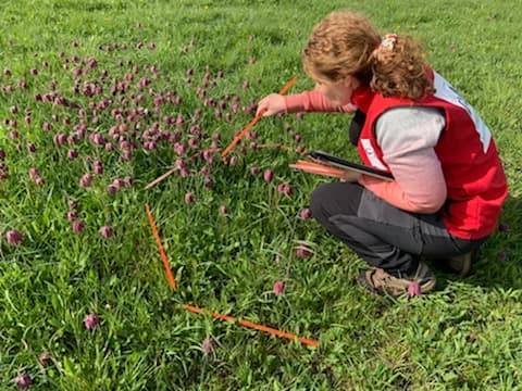 Des nouvelles des fritillaires de la vallée de Lys (Nord)