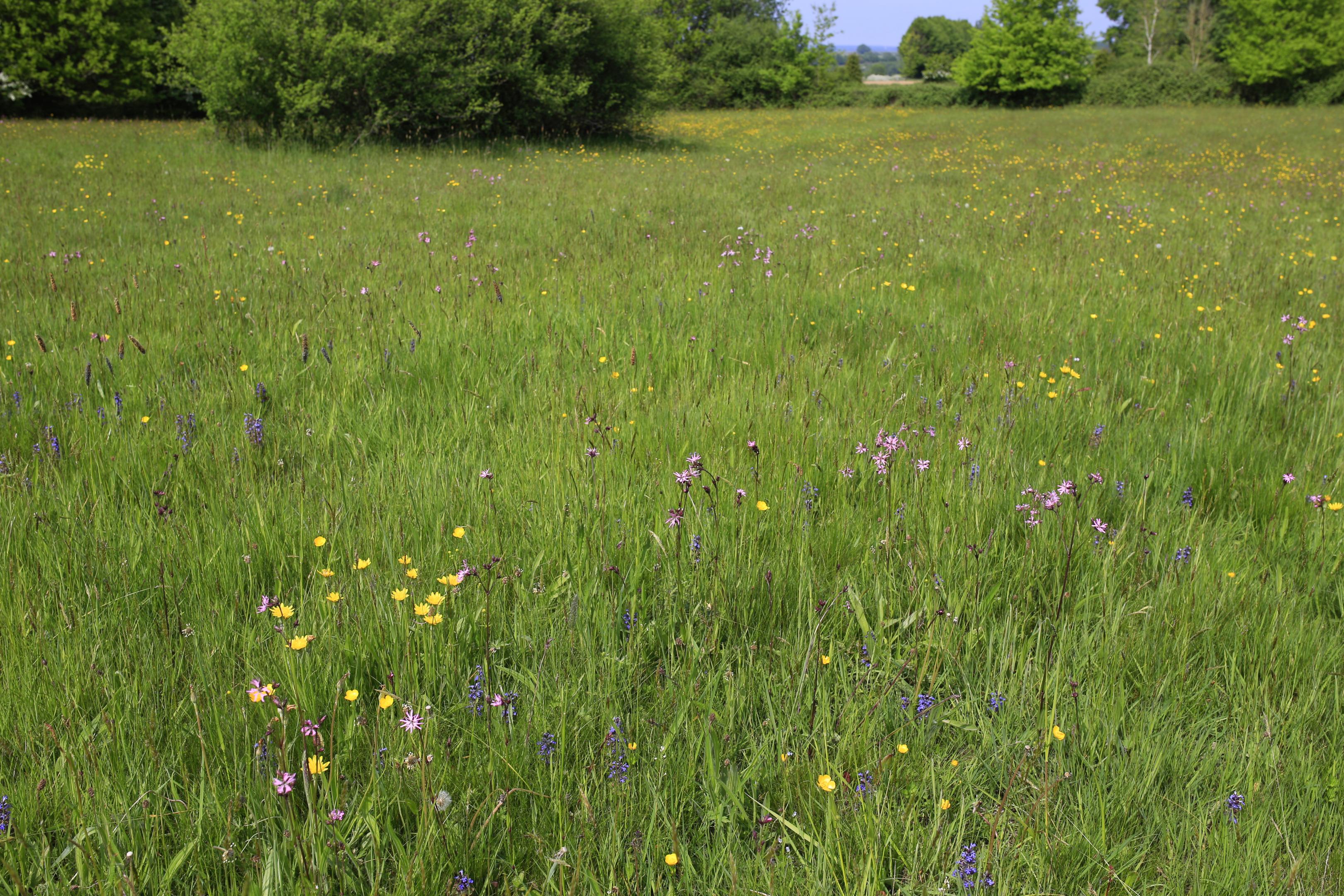 Séries de végétations de l’Aisne : un joyau naturel à préserver