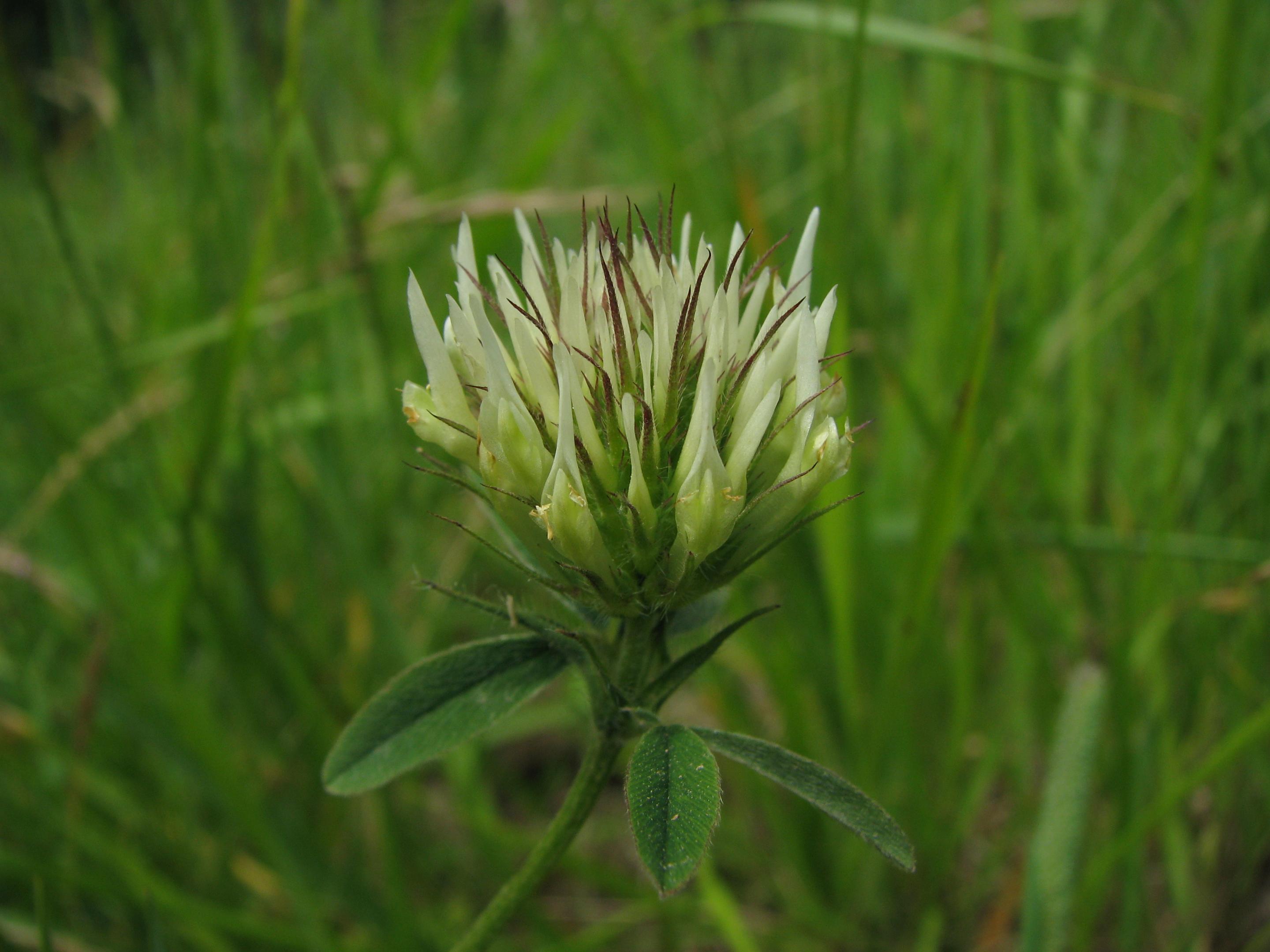 WANTED : nous recherchons 8 espèces en Normandie orientale