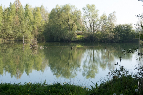 Sortie nature : "Le monde aquatique" aux étangs Bellekindt de Bailleul (59)