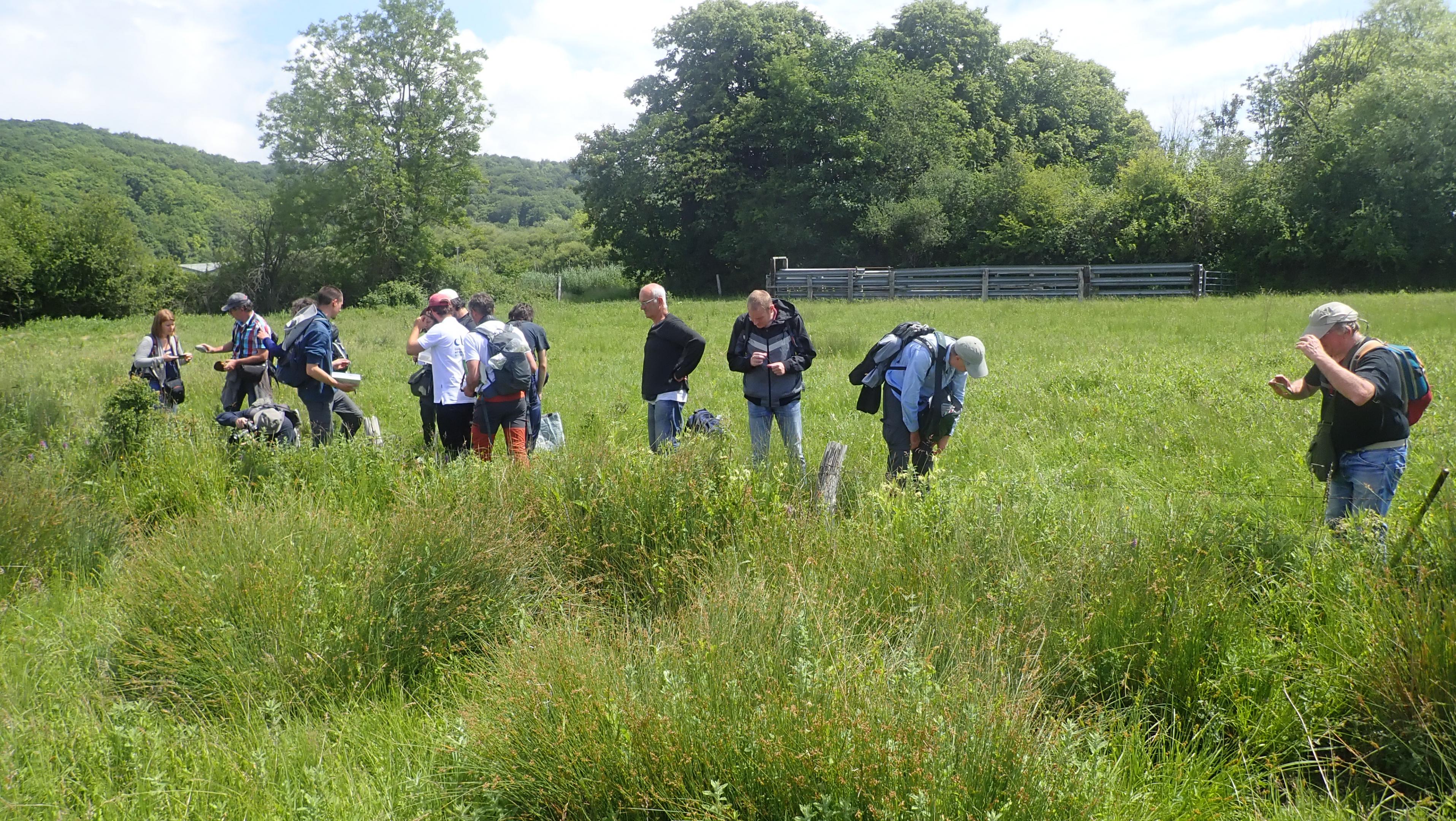 Prospection de la flore des prairies humides de Saint-Jean-de-Folleville (76)