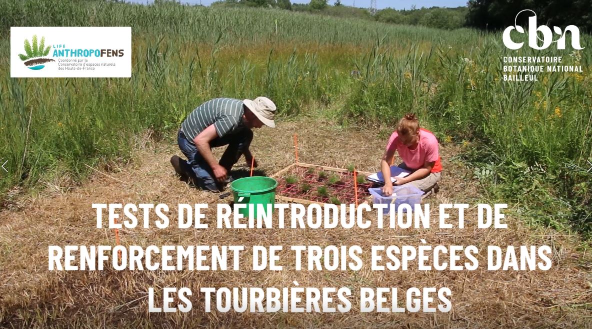 Test de réintroduction et de renforcement de trois espèces dans les tourbières belges