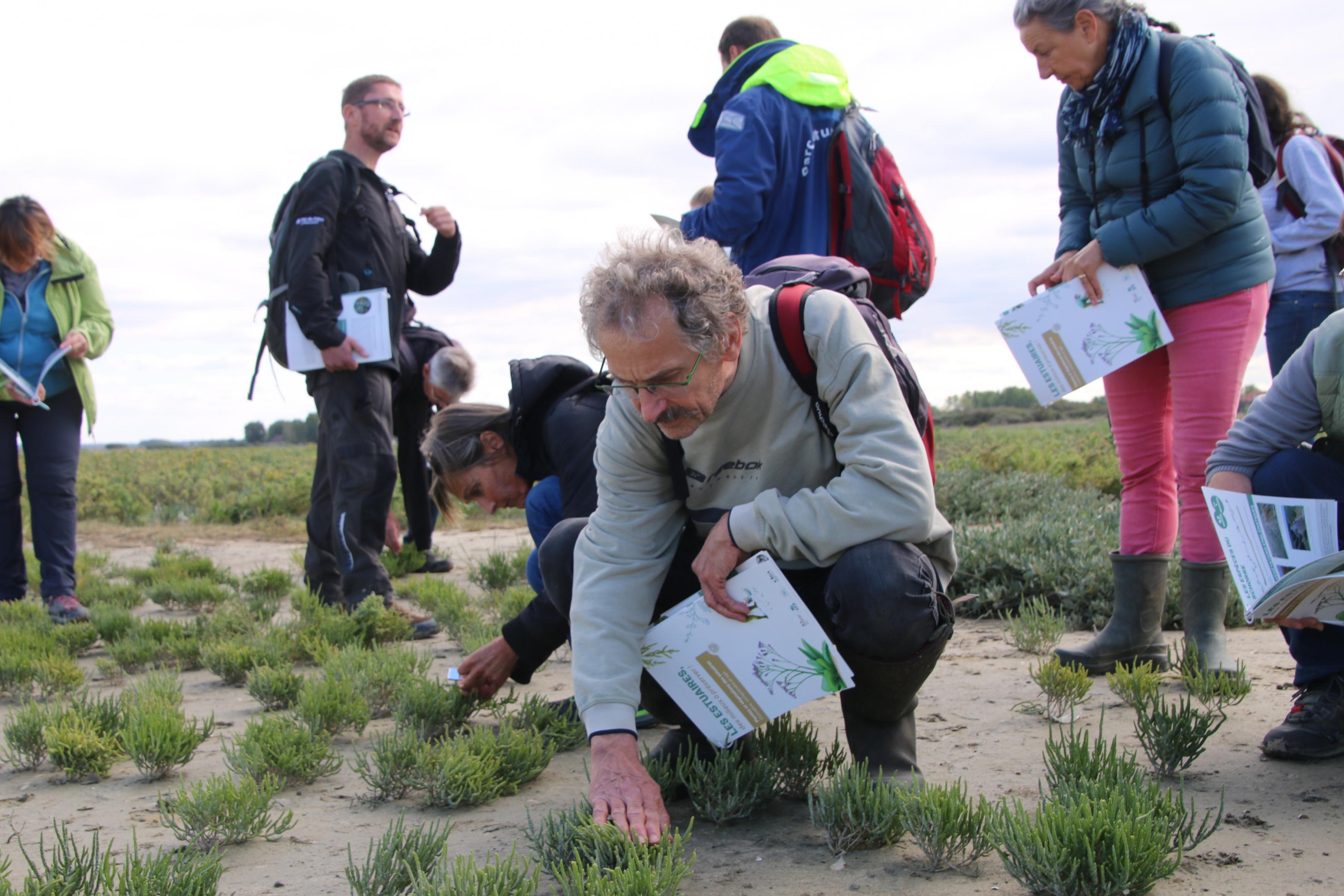 Publication des fiches pédagogiques sur les "Plantes et végétations des estuaires"