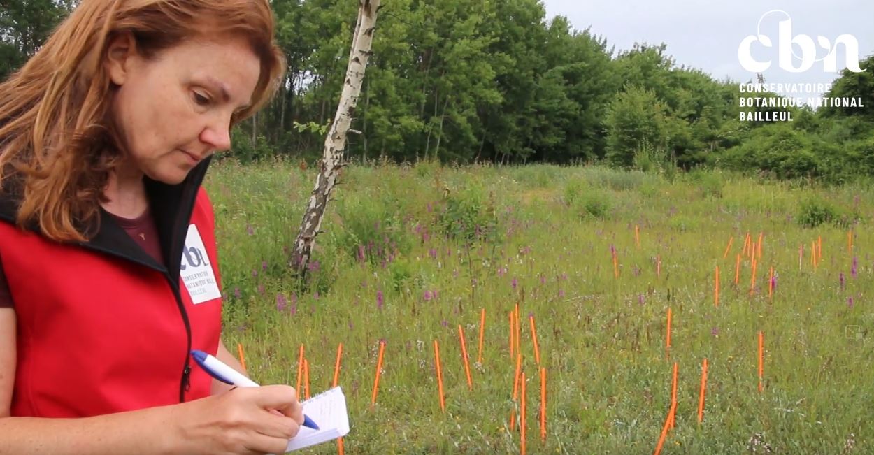 Une vidéo sur le suivi d'une population de Liparis de Loesel