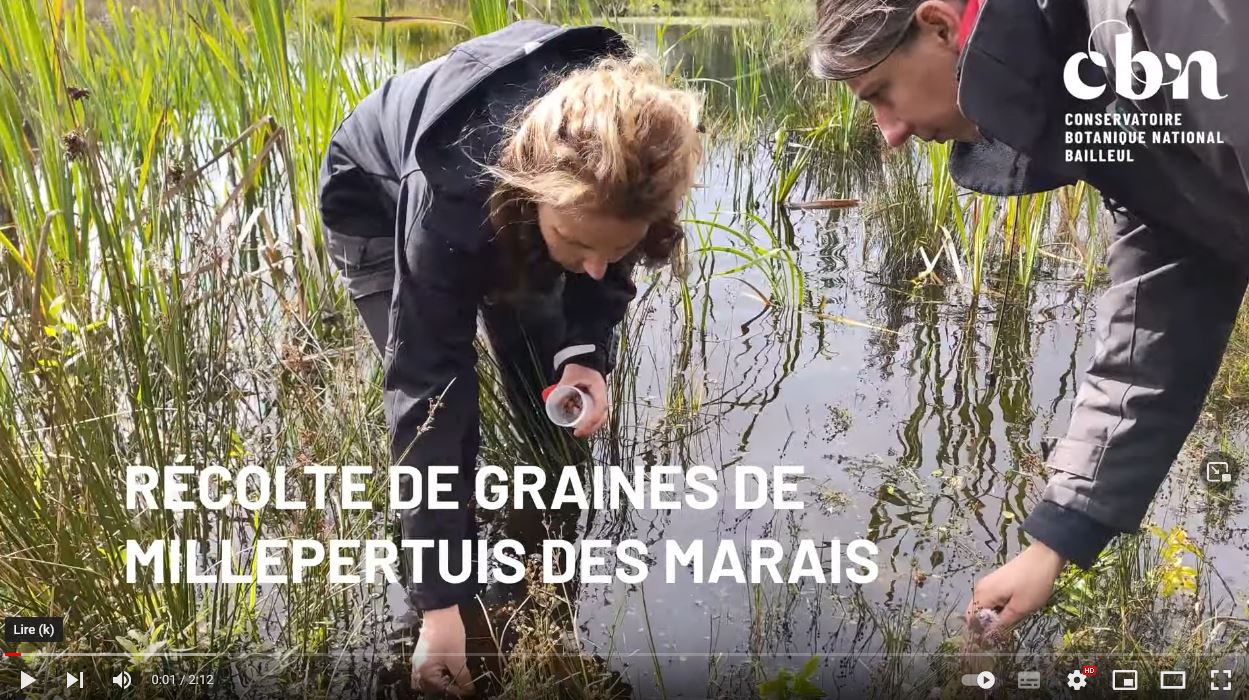 Vidéo : récolte de graines de Millepertuis des marais
