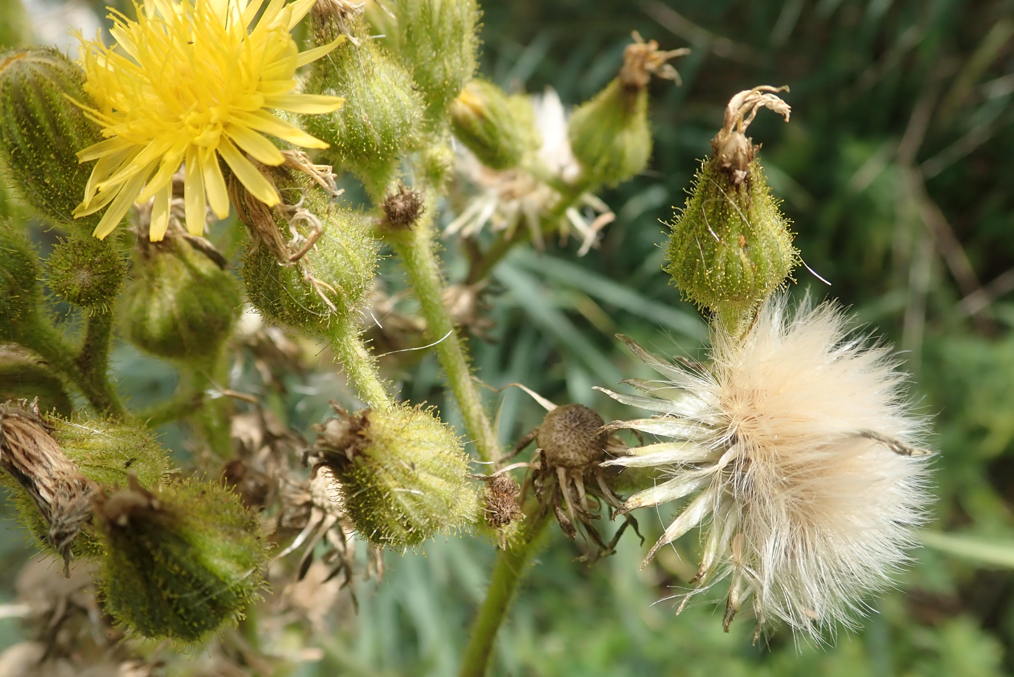 Le Laiteron des marais, une espèce au bord de l’extinction en Normandie orientale