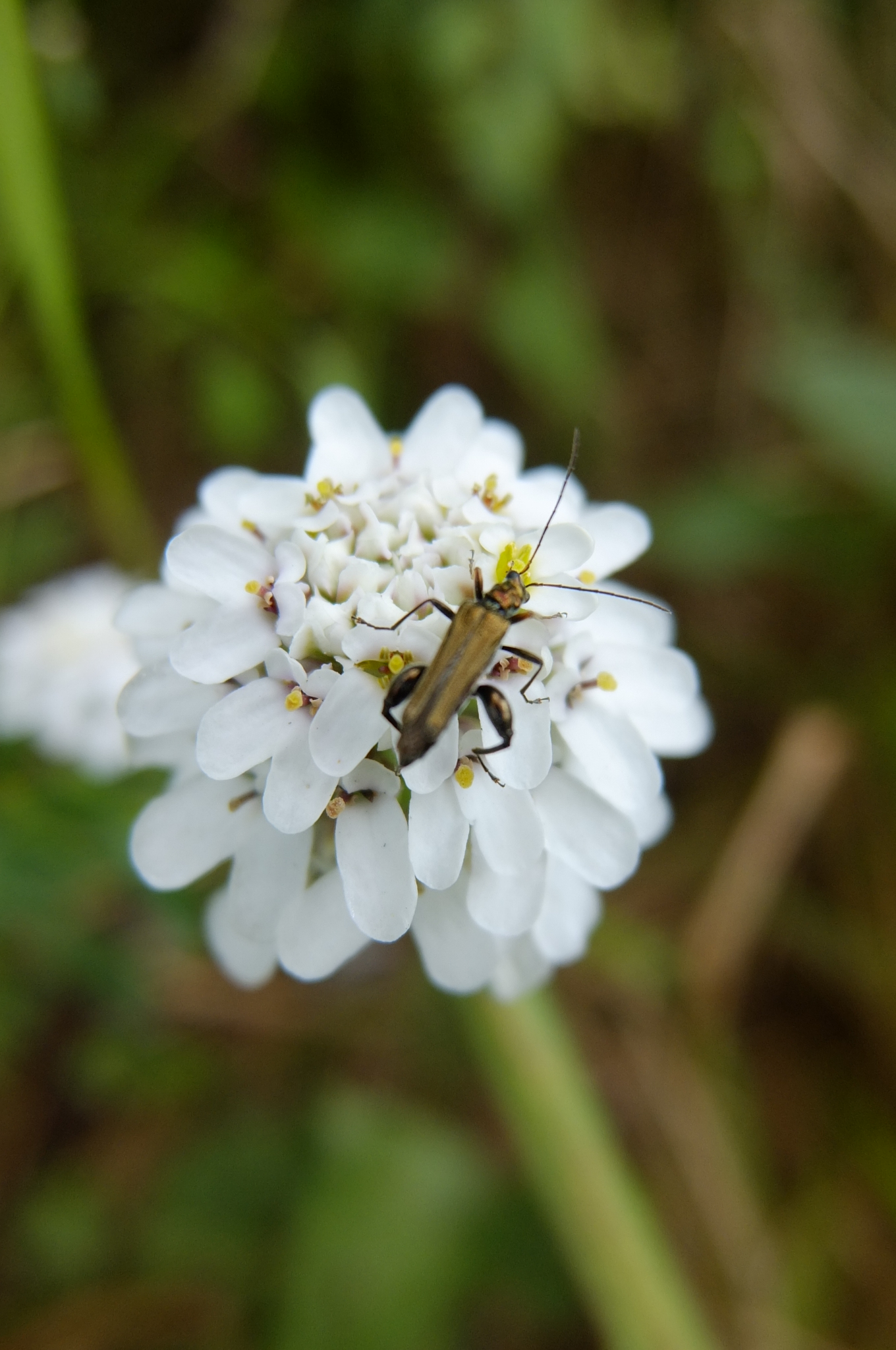 L’Ibéris intermédiaire, une plante endémique de la vallée de la Seine normande