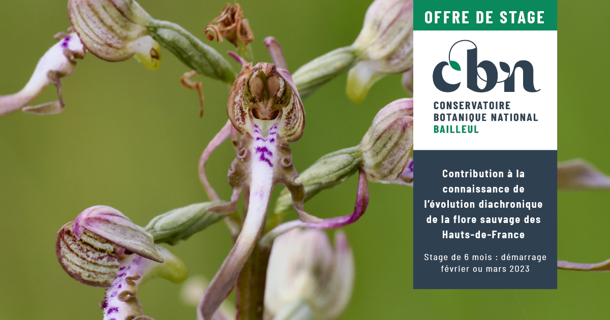Offre de stage 2023 : "Contribution à la connaissance de l’évolution diachronique de la flore sauvage des Hauts-de-France"