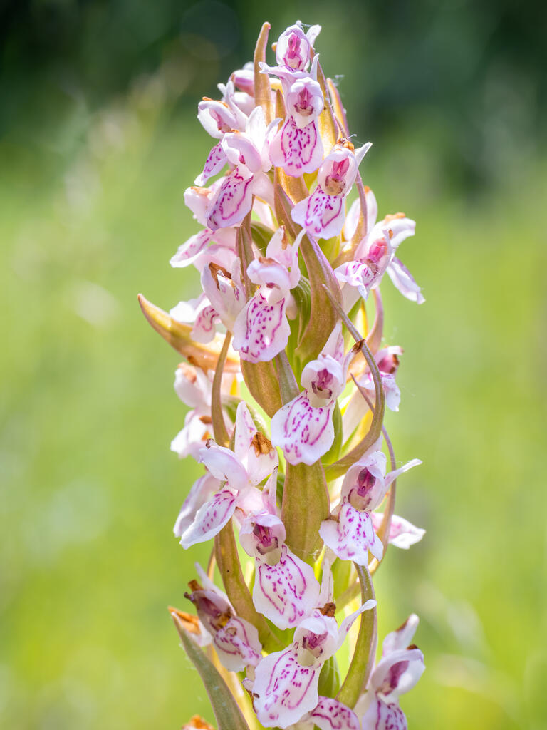 Sortie nature : "Les plantes ont besoin d’eau pour vivre" à Deûlémont (Nord)