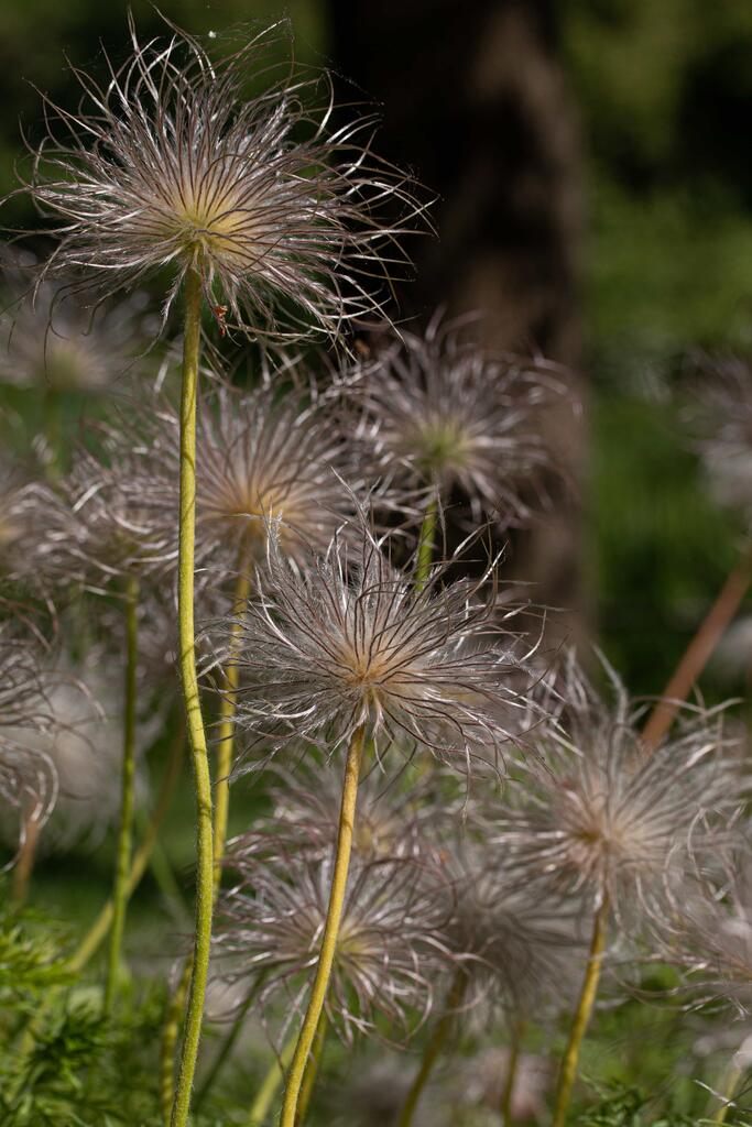 Sortie nature : "Fruit sec ou gorgé d’eau, deux stratégies différentes"