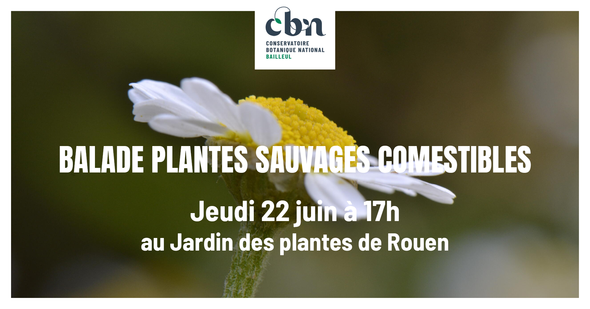 Balade "plantes sauvages comestibles" au Jardin des plantes de Rouen
