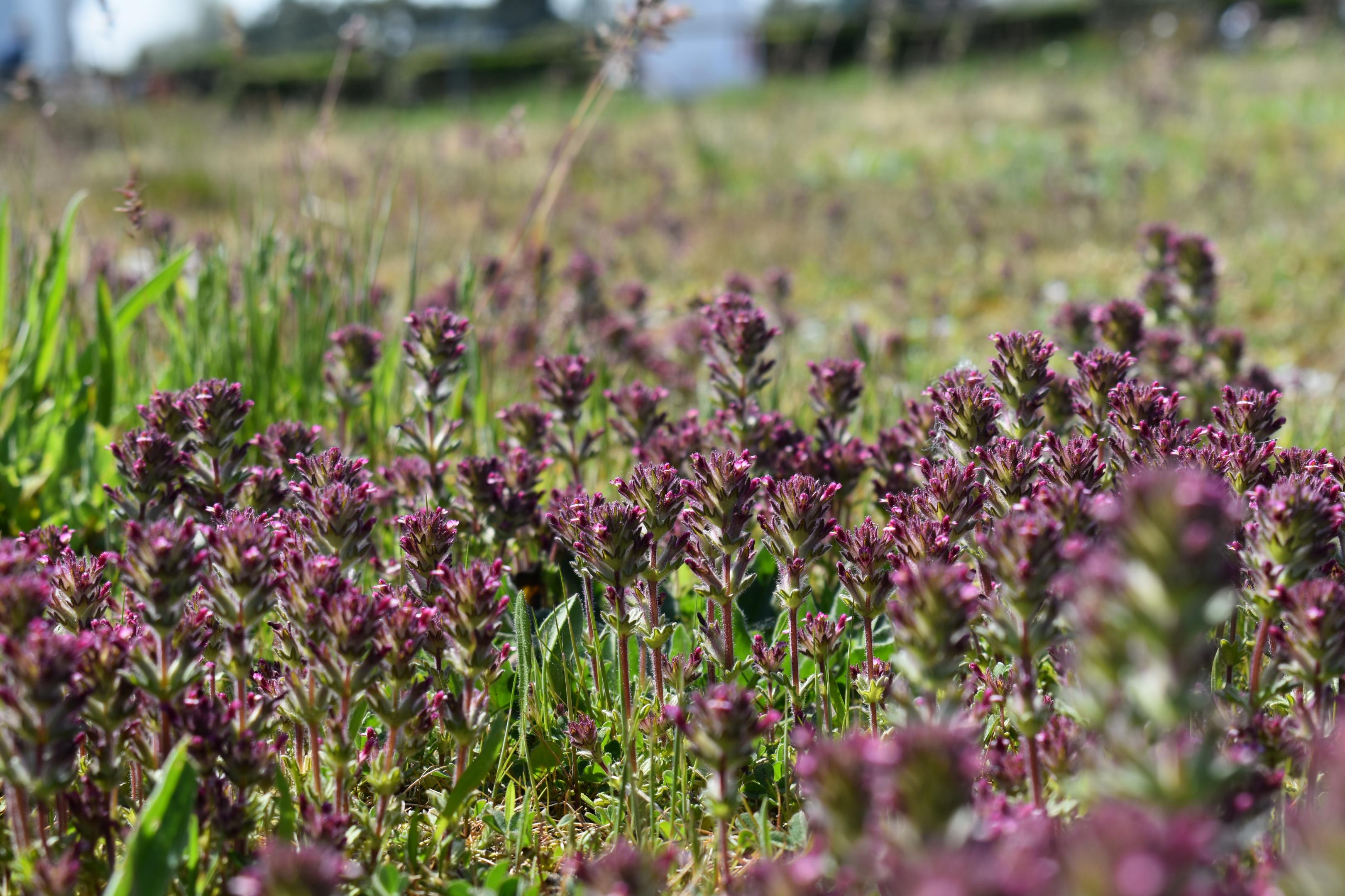 L'Eufragie à larges feuilles s'installe durablement à Cayeux-sur-Mer