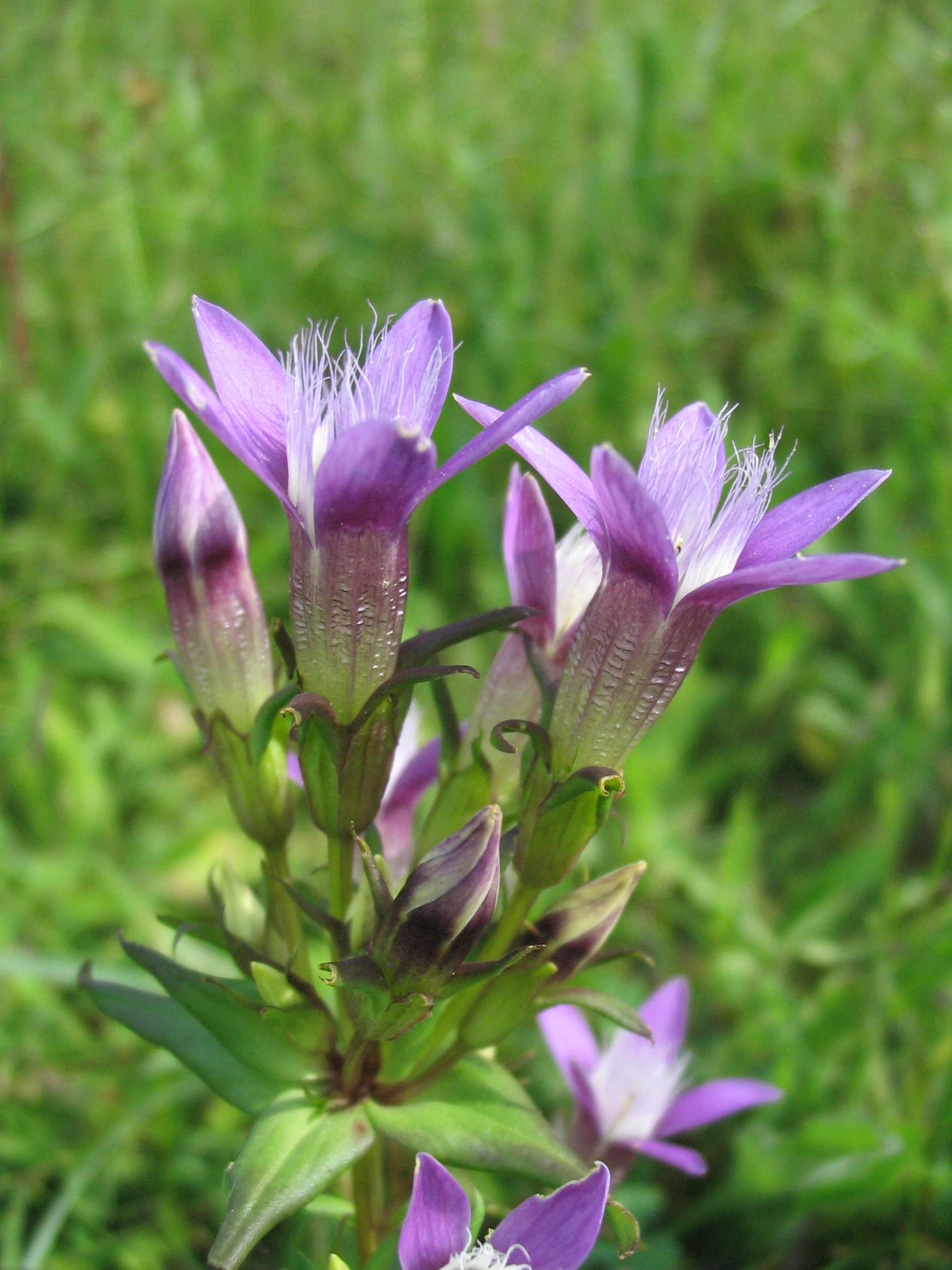 À la recherche de la Gentiane d’Allemagne à Bonnières (Oise)