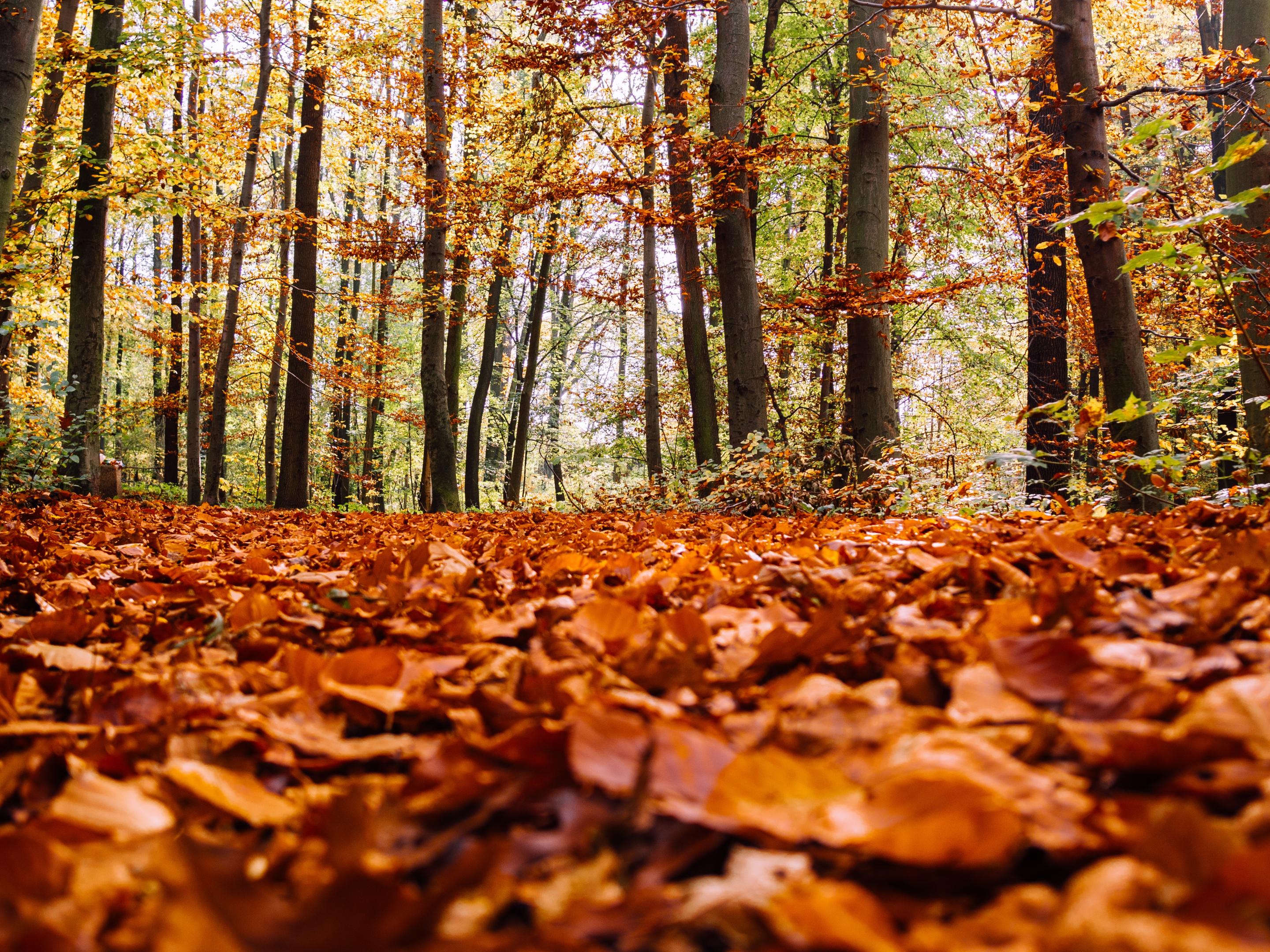 Sortie nature : "Les couleurs d’automne de la forêt domaniale de Caumont" (Oise)