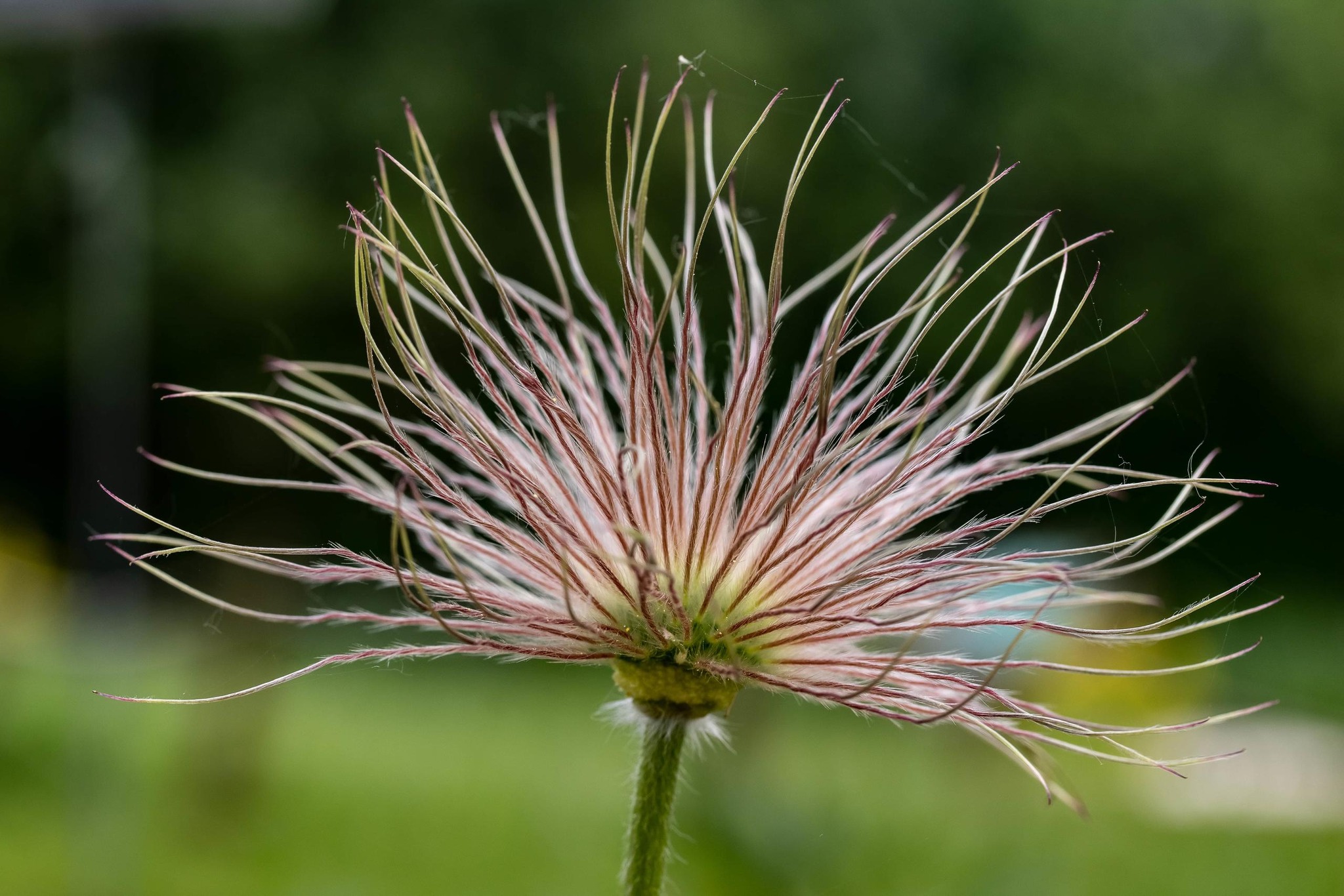 Baladez, récoltez avec le CBN de Bailleul