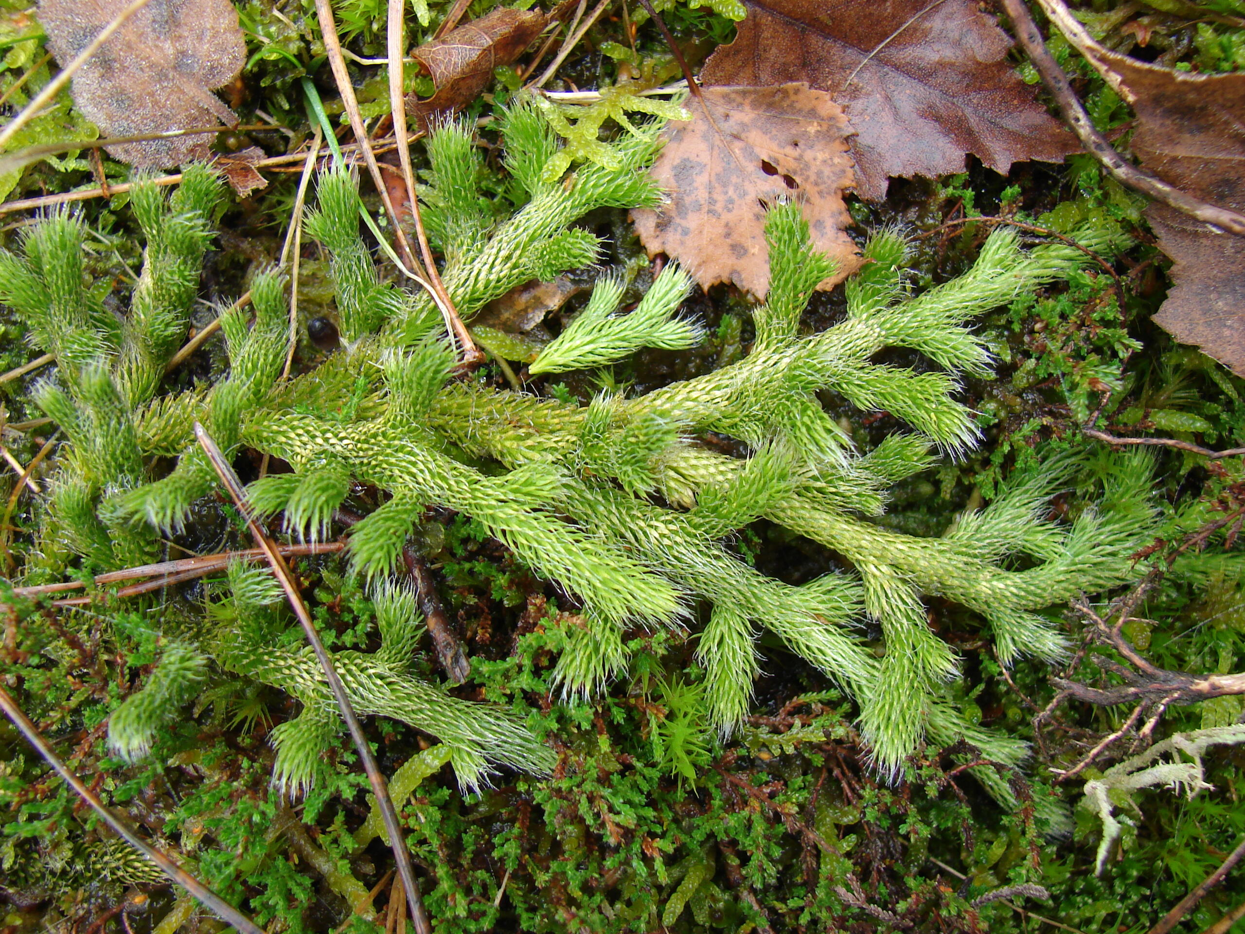 Lycopodium clavatum, présumé disparu en Haute-Normandie