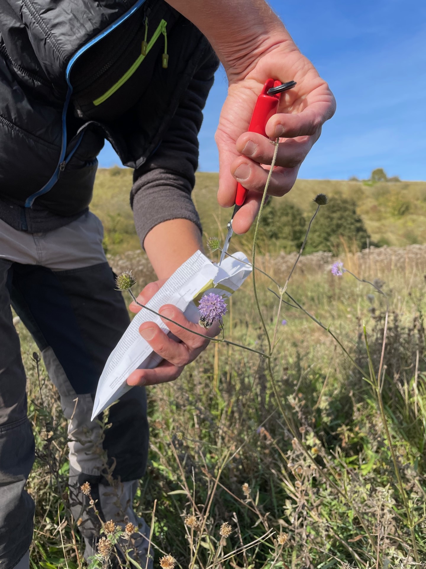 Des récoltes de graines de Molinie bleuâtre et de Succise des prés dans les marais de Long et de Daours (Somme)
