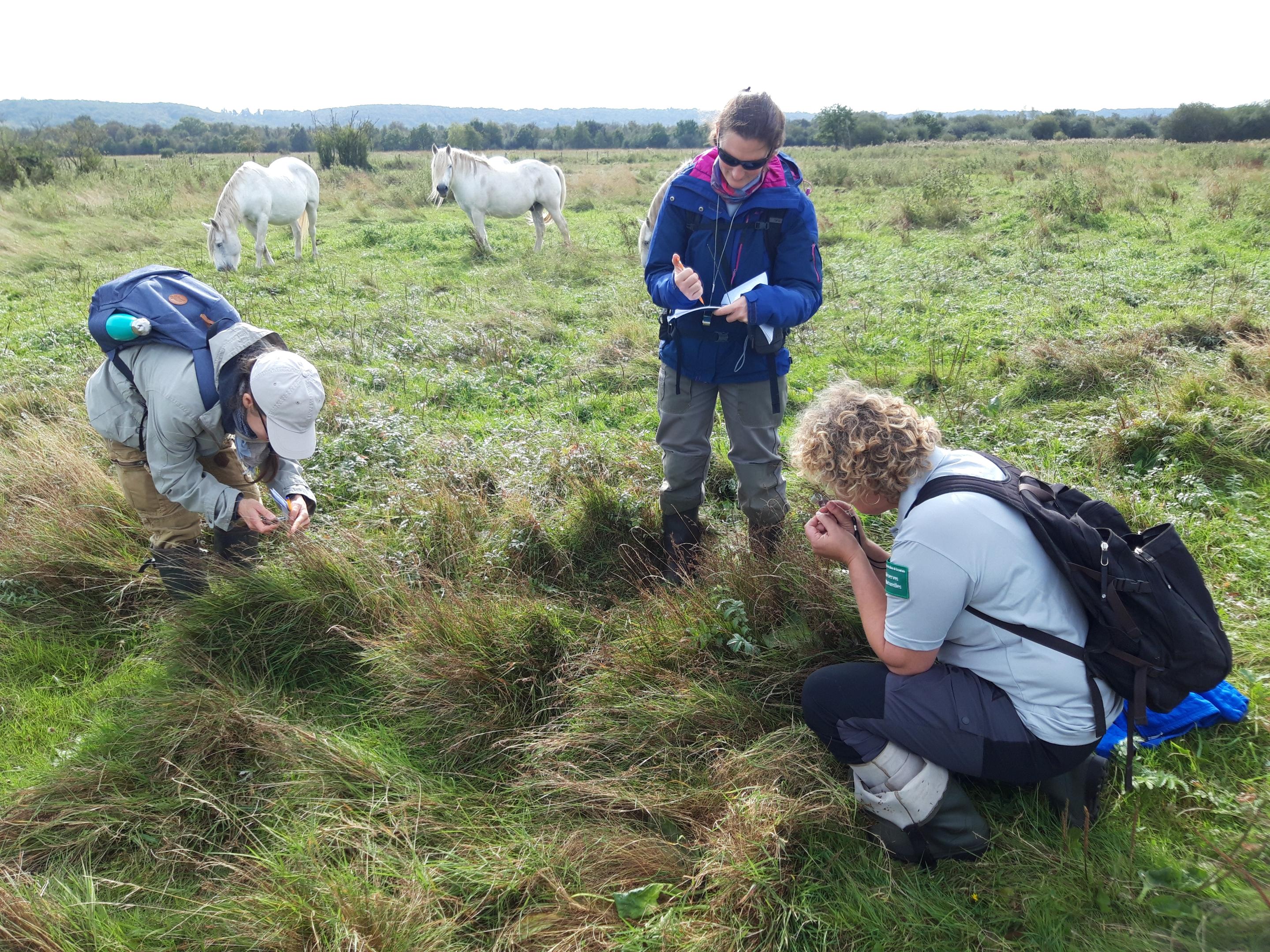Récolte de graines au marais Vernier
