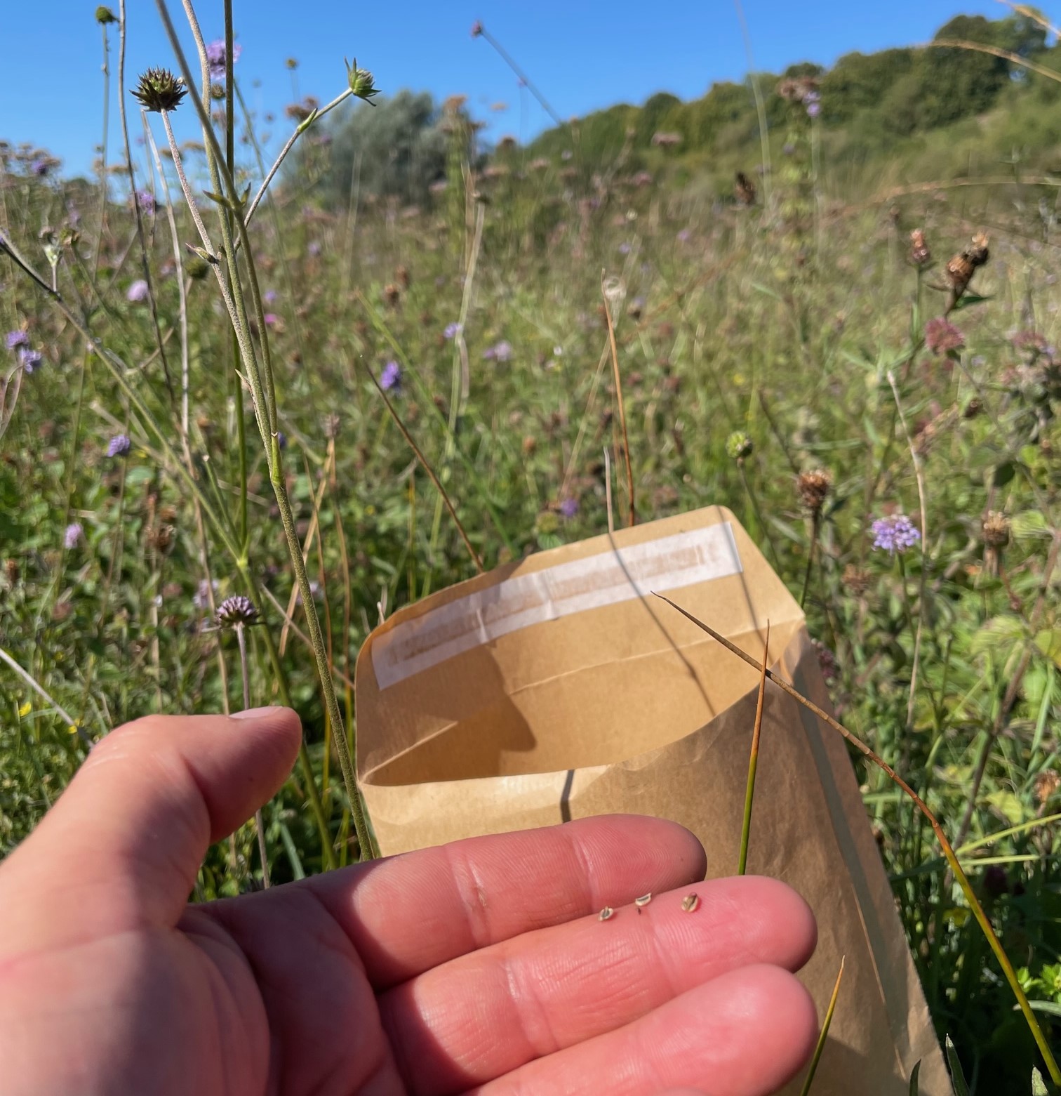 Des récoltes de graines de Sélin à feuilles de carvi dans les marais de Long et de Daours (Somme)