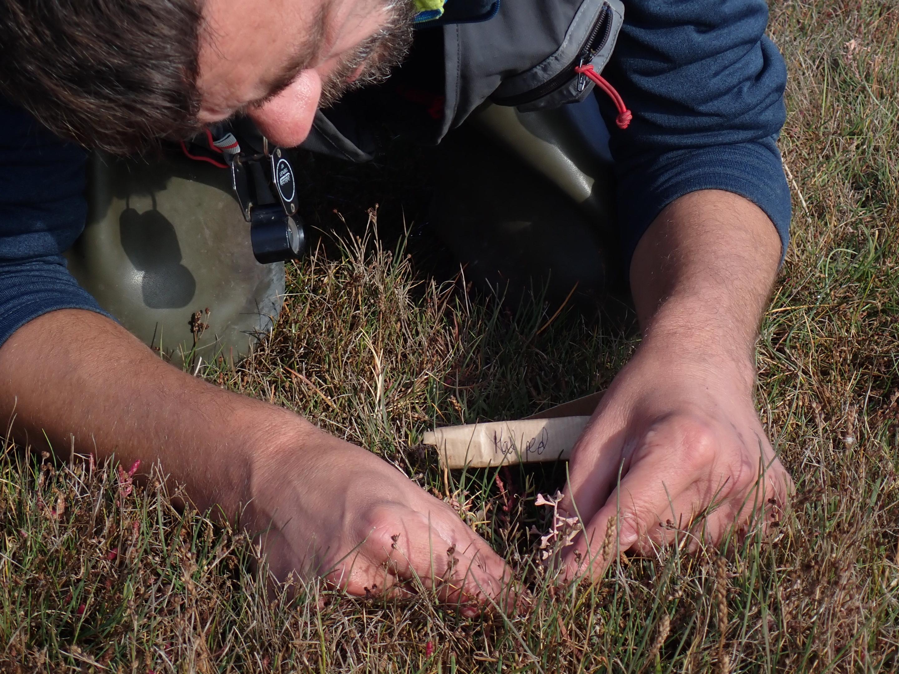 Suivi de la population d’Obione pedonculée (Halimione pedunculata) dans la Somme
