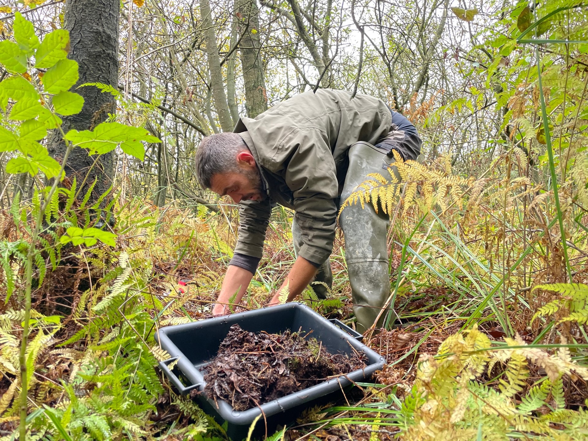Récolte de Fougère des marais dans le cadre du Life Anthropofens