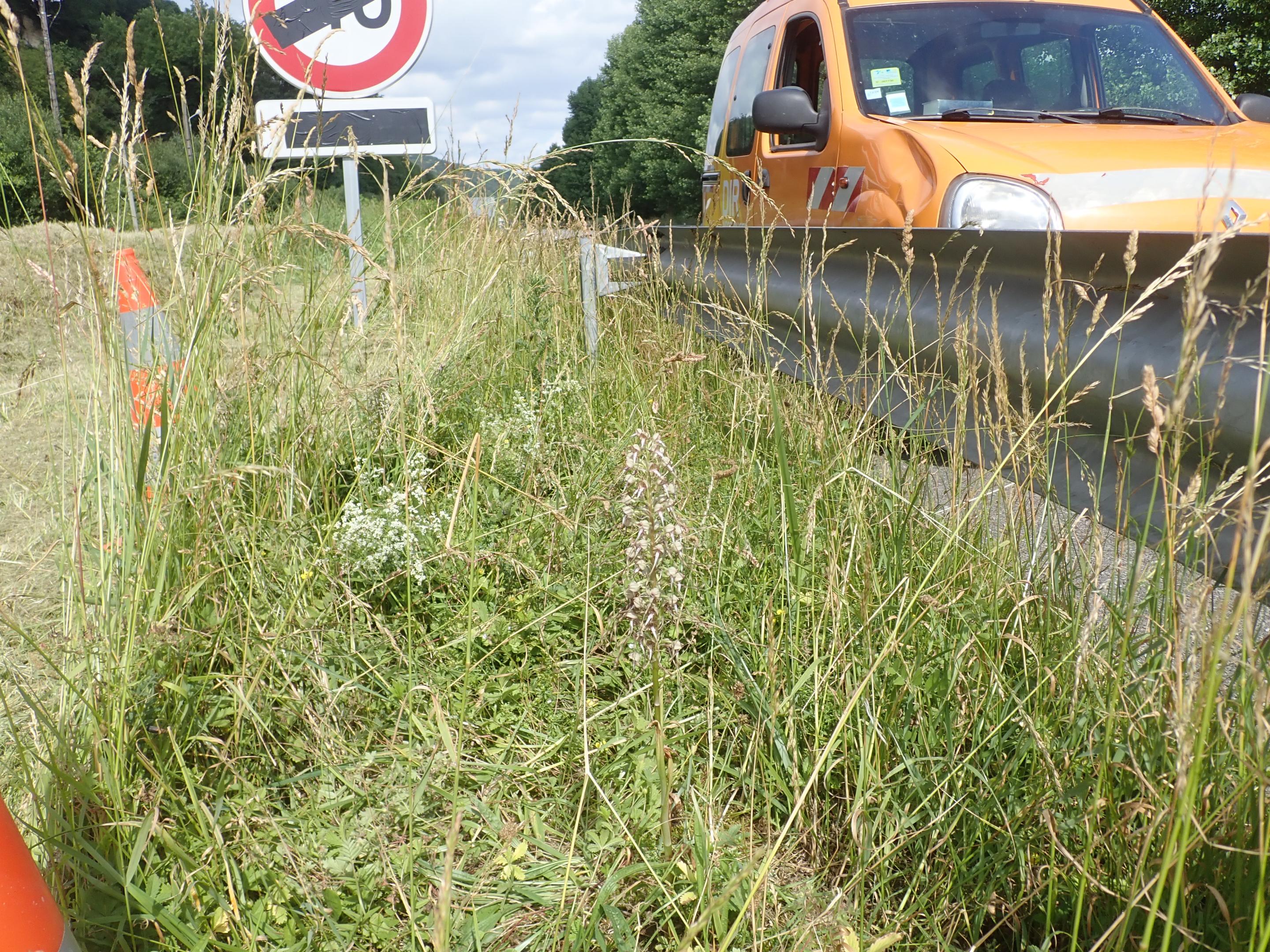 Les enjeux flore de la DIRNO