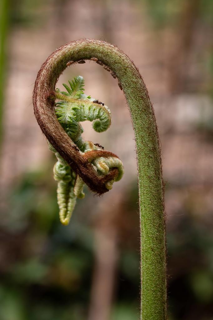 Sortie nature : "Plantes dans les starting blocks : 3, 2, 1, printemps !"