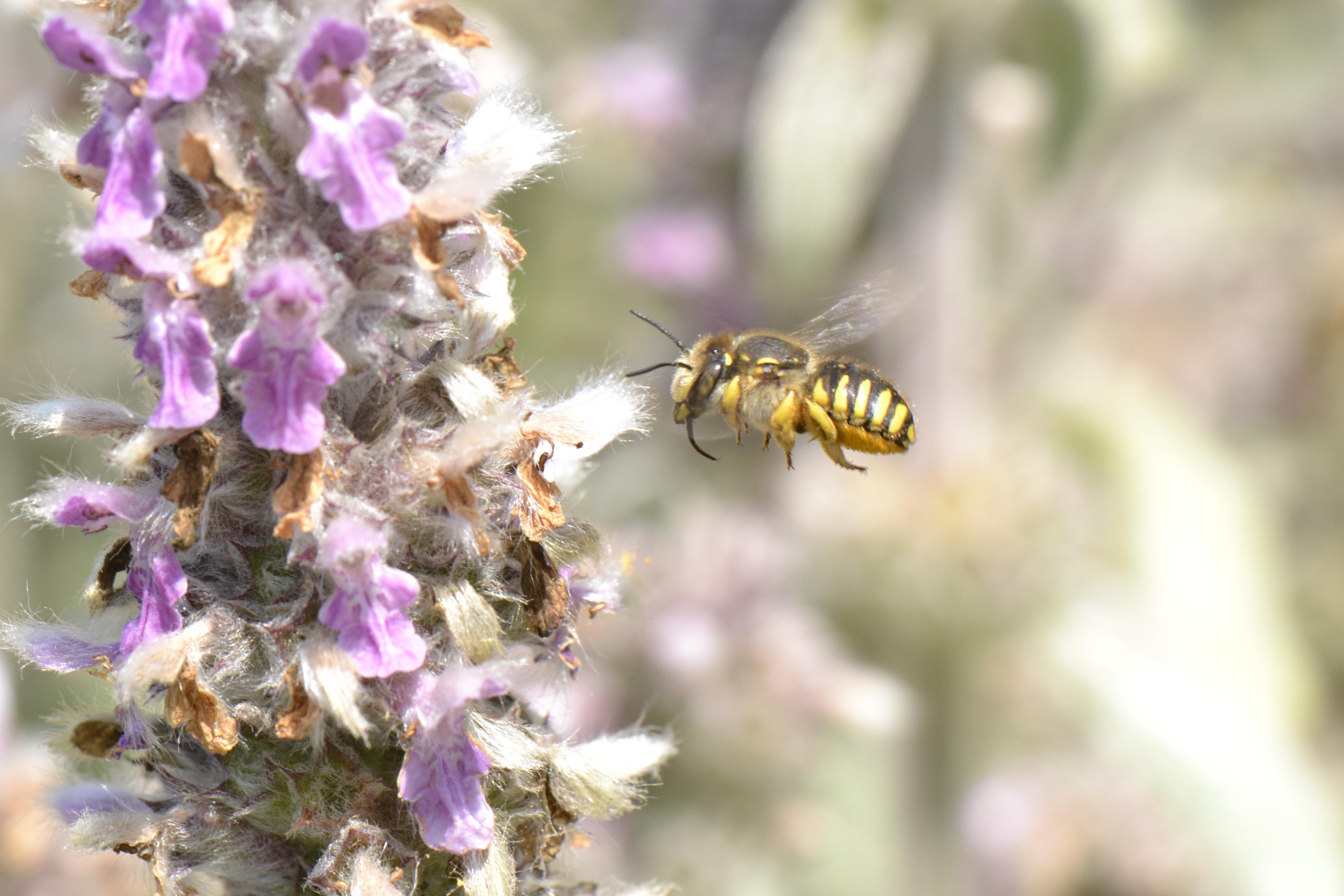 Conférence : "Les bienfaits de la nature" au relai nature de Santes (Nord)
