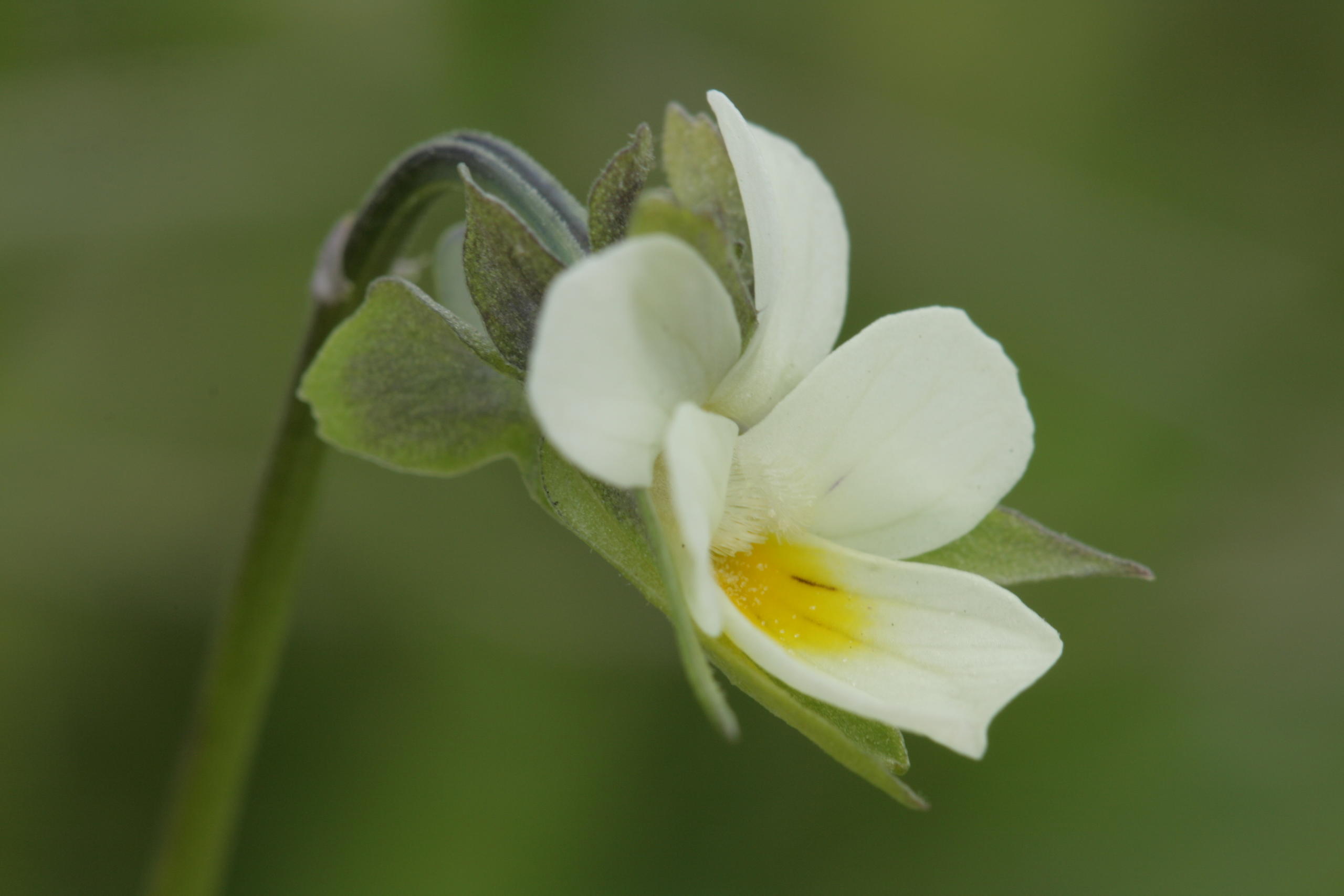  Les banques de semences des CBN contribuent à la recherche fondamentale et appliquée ! 
