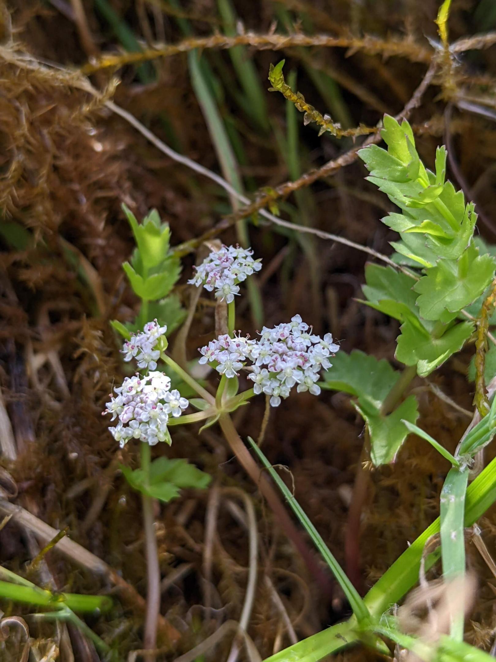 Première observation de l’Ache rampante dans la vallée de la Lys