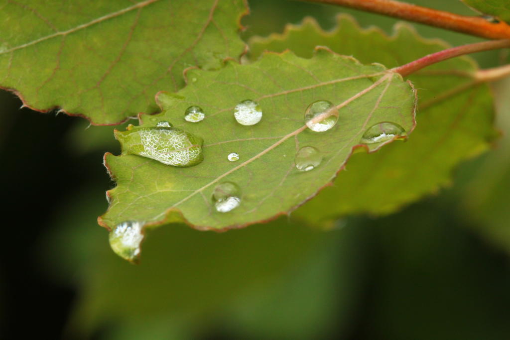 Rendez-vous nature : "Rosées printanières" au CBN de Bailleul