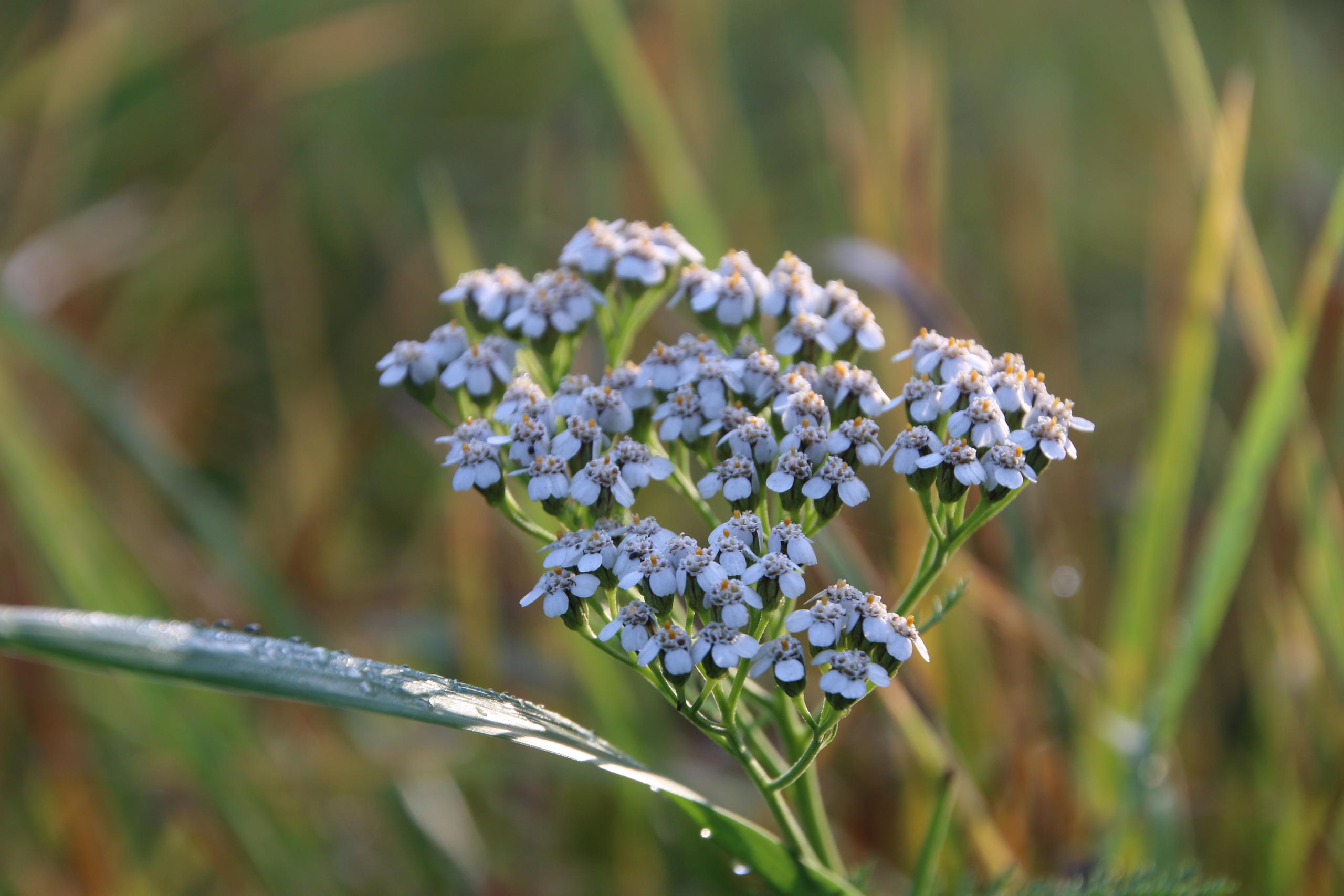 Sortie nature : "Les plantes sauvages comestibles de Songeons" (Oise)