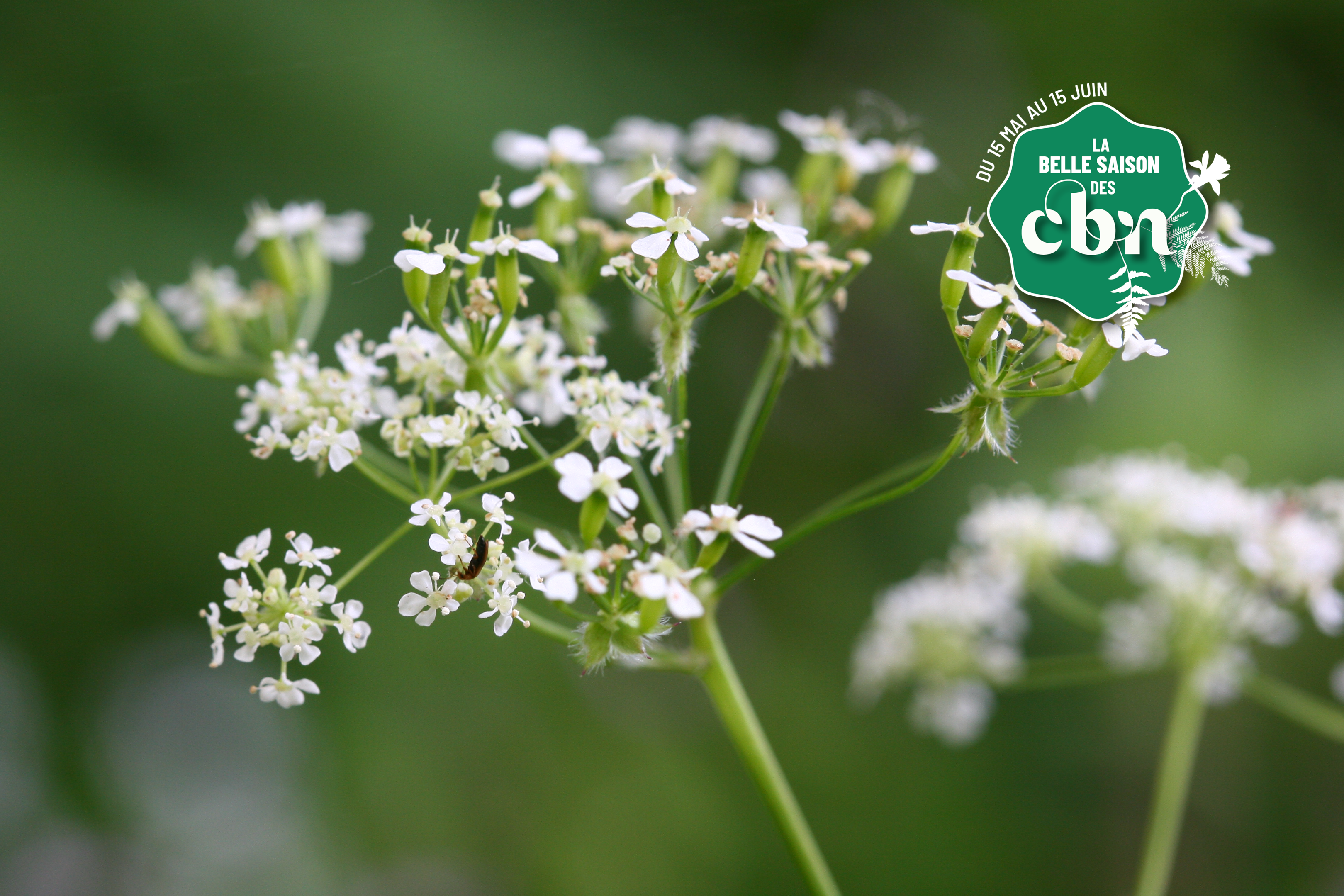 Sortie nature : "Les plantes sauvages comestibles" au Parc Jean-Jacques Rousseau (Ermenonville, Oise)