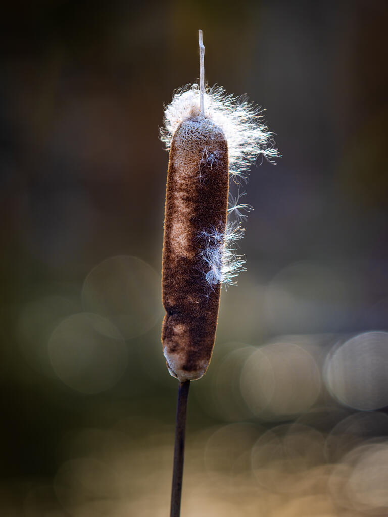 Rendez-vous nature : "La guerre des graines" au CBN de Bailleul