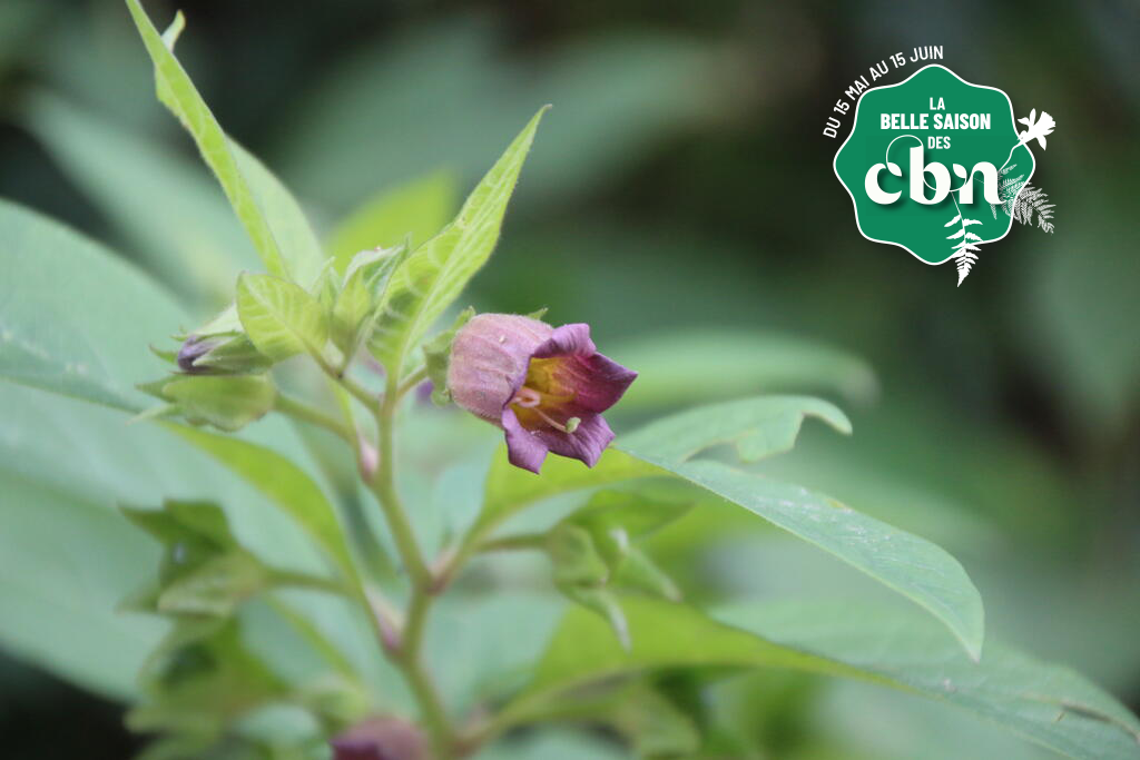 Sortie nature : « Into the wild… à Santes » (Nord)