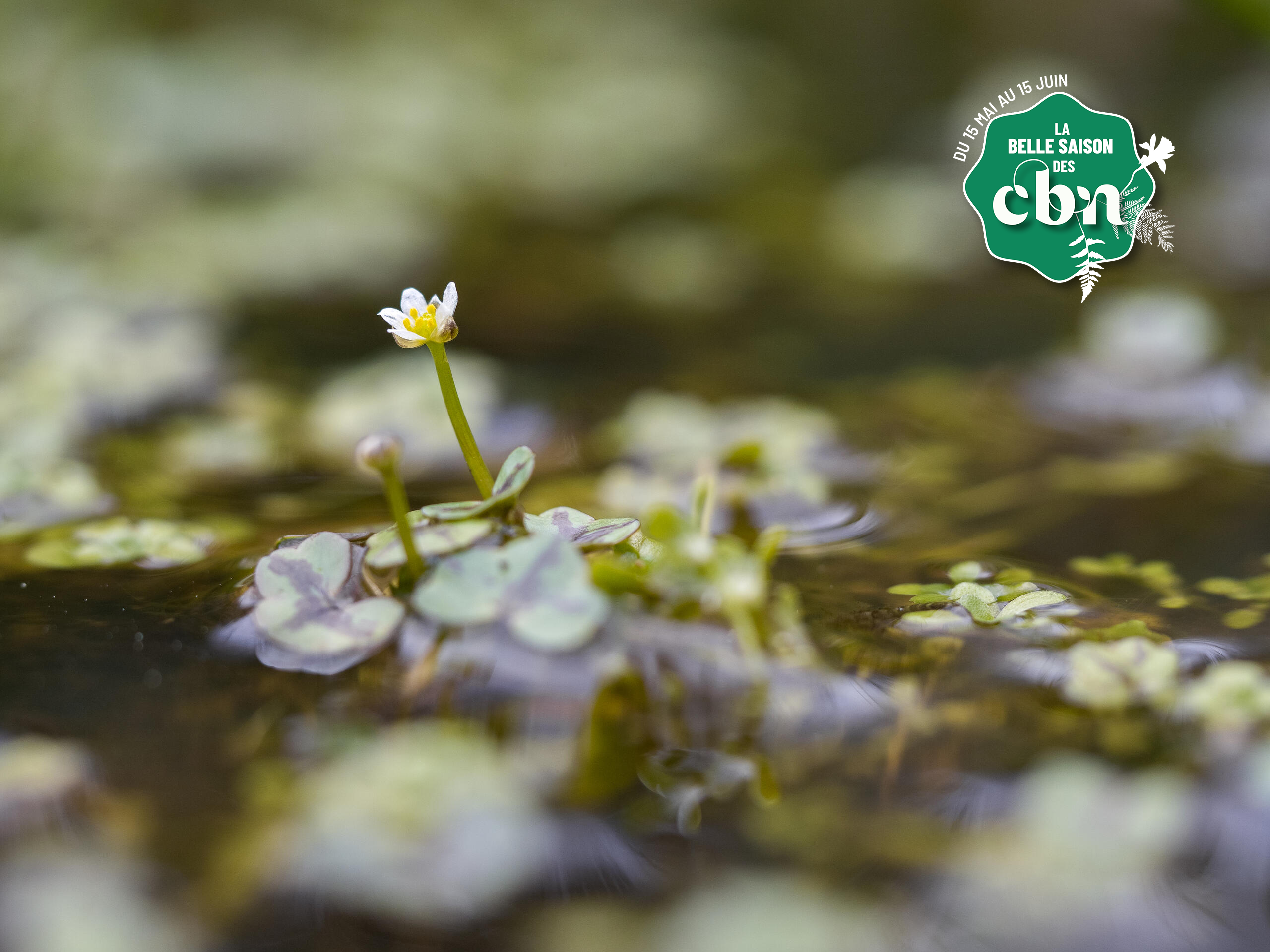 Rendez-vous nature : "Le peuple de la mare" au CBN de Bailleul