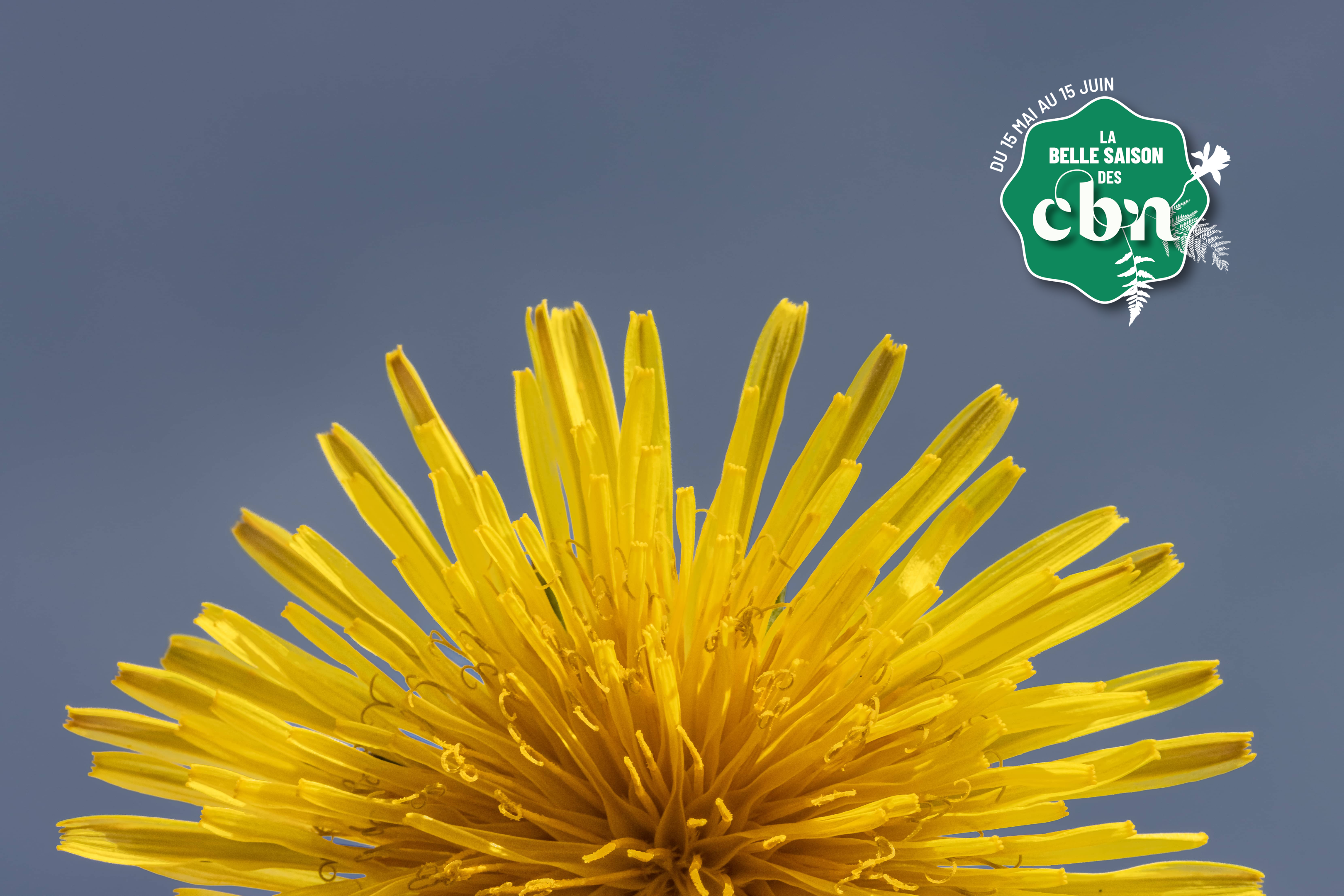 Sortie nature : "Les sauvageonnes des Ansereuilles" (Nord)