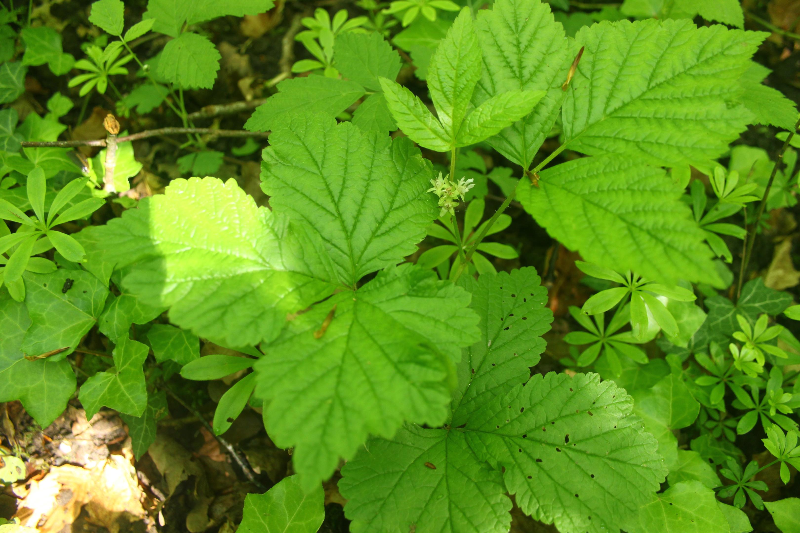 Nouvelles localités de la Ronce des rochers en Hauts-de-France